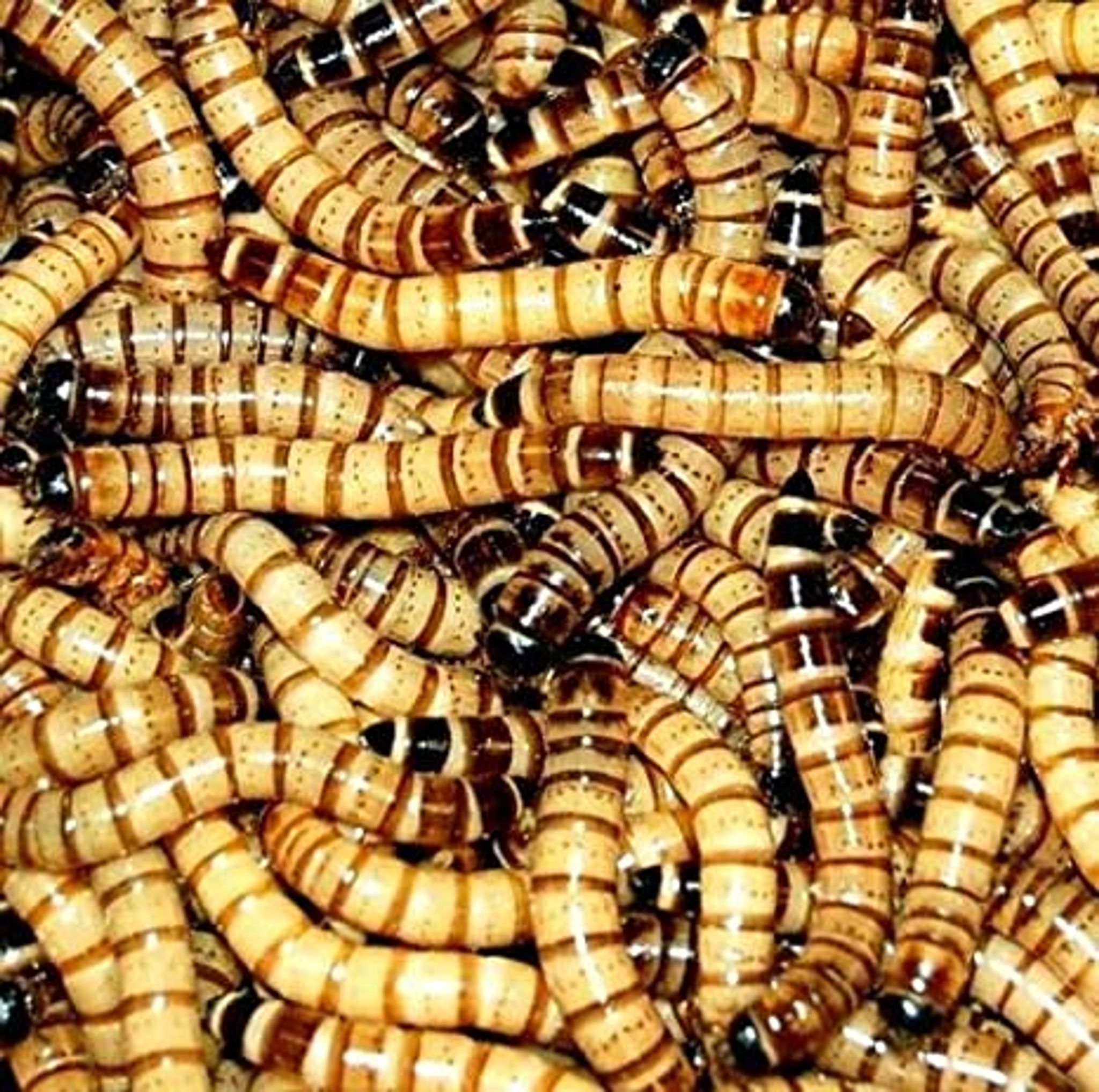 Standard Superworm Live Feeder