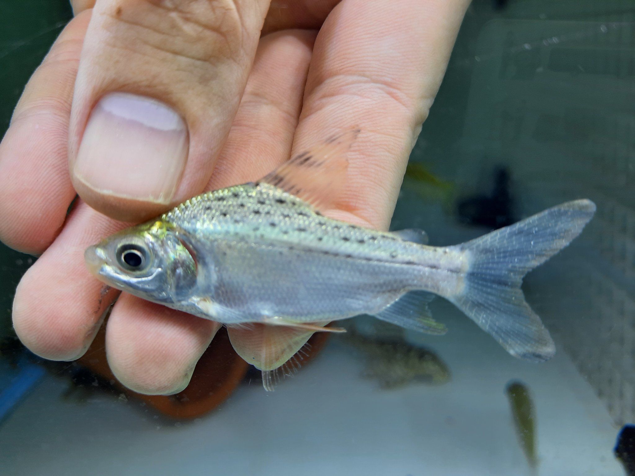 Red tail prochilodus 12-15cm