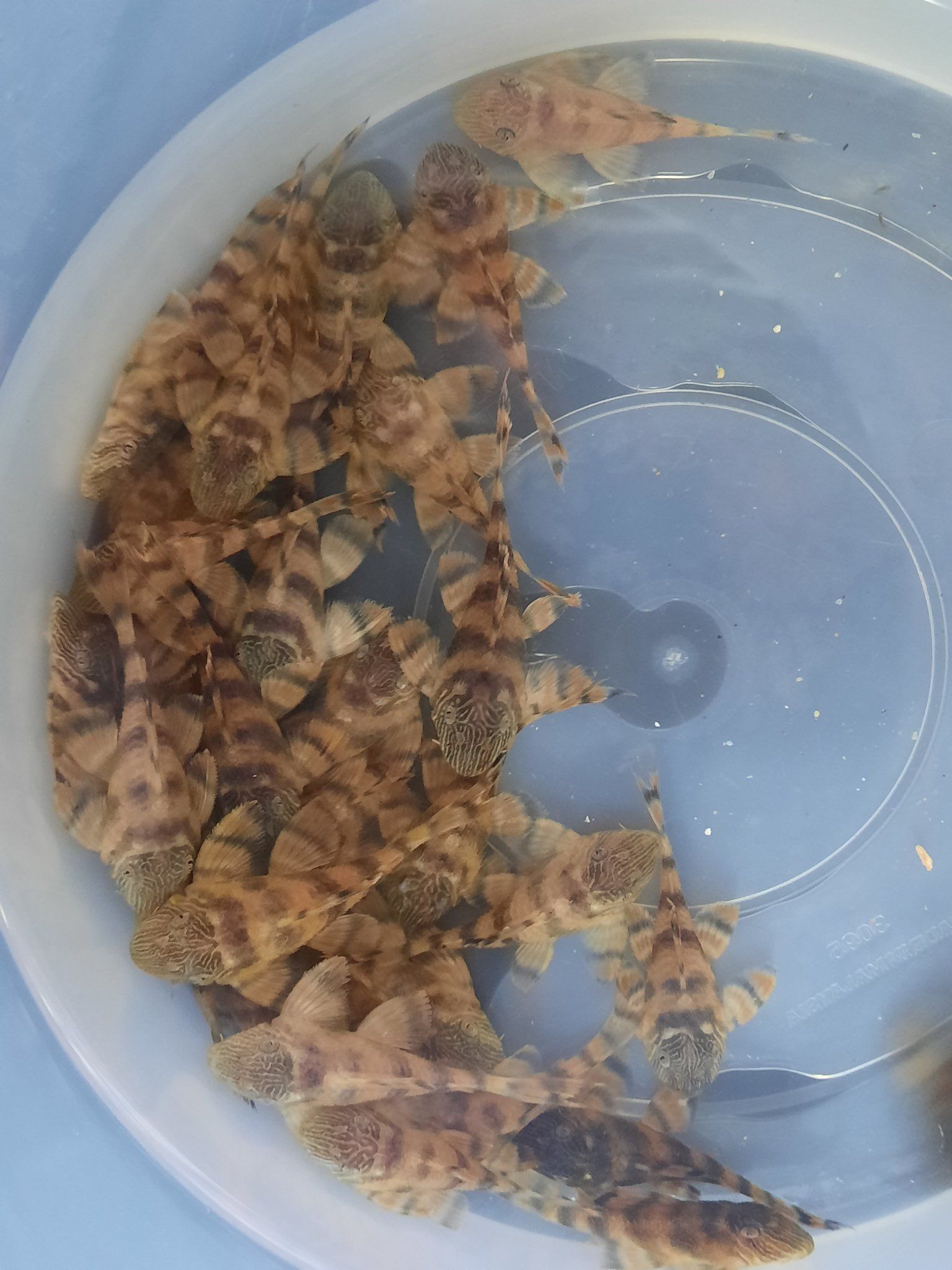 Pleco L397 red tiger 4.5-5cm