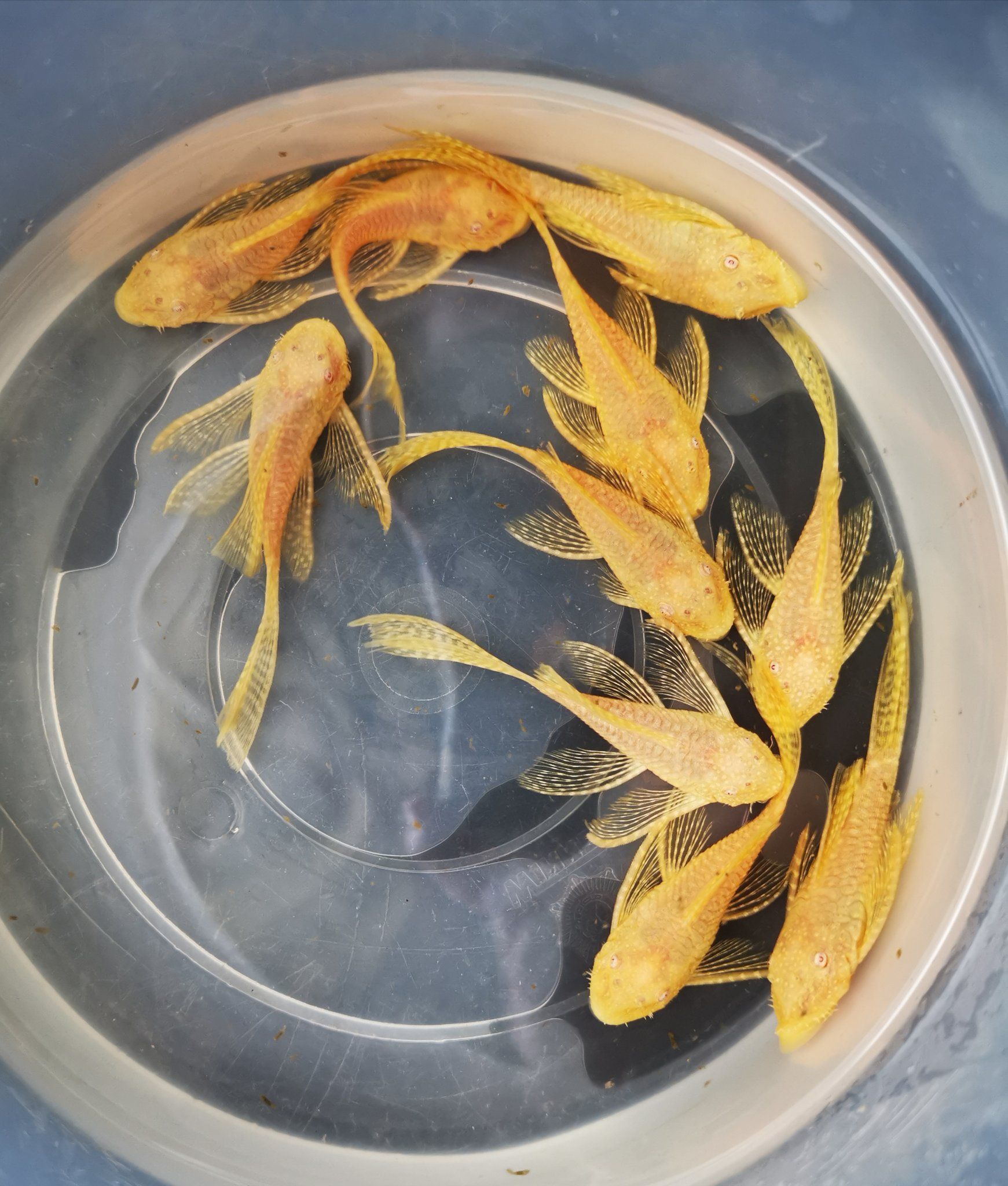 Pleco L144 albino longfin 4-5cm