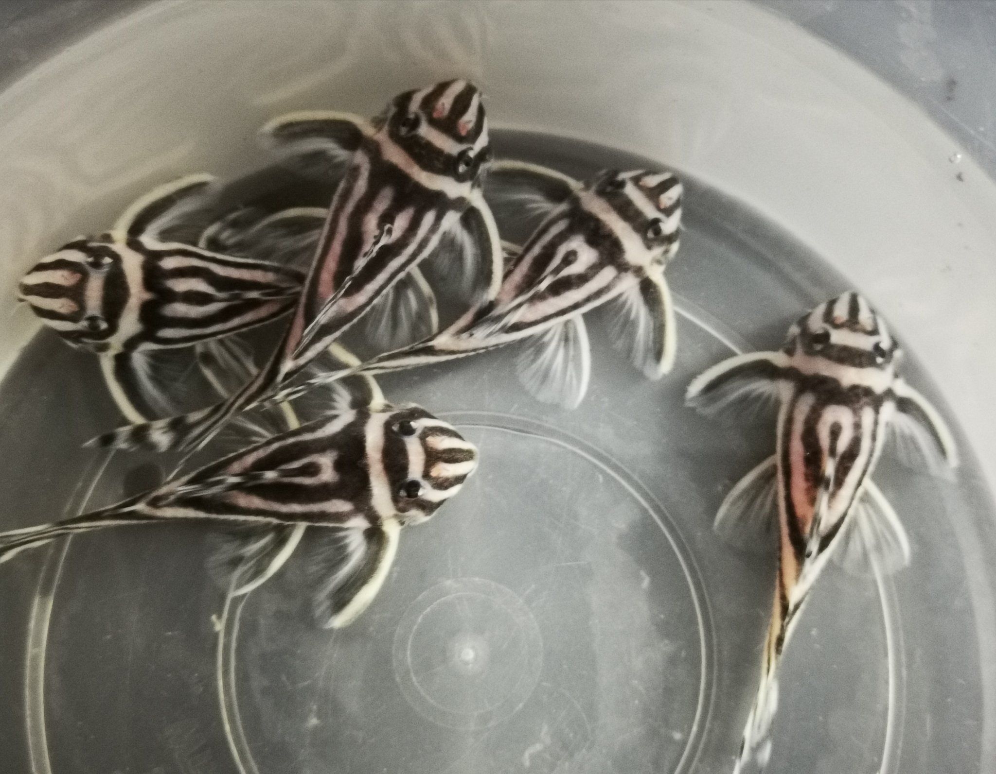 L46 zebra pleco4-4.5cm