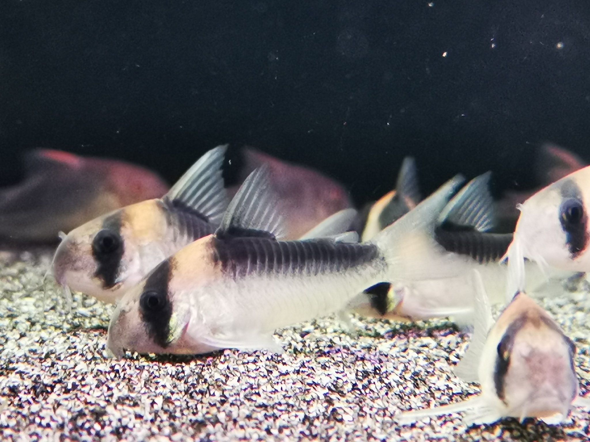 Corydoras duplicareus 2.5-3cm