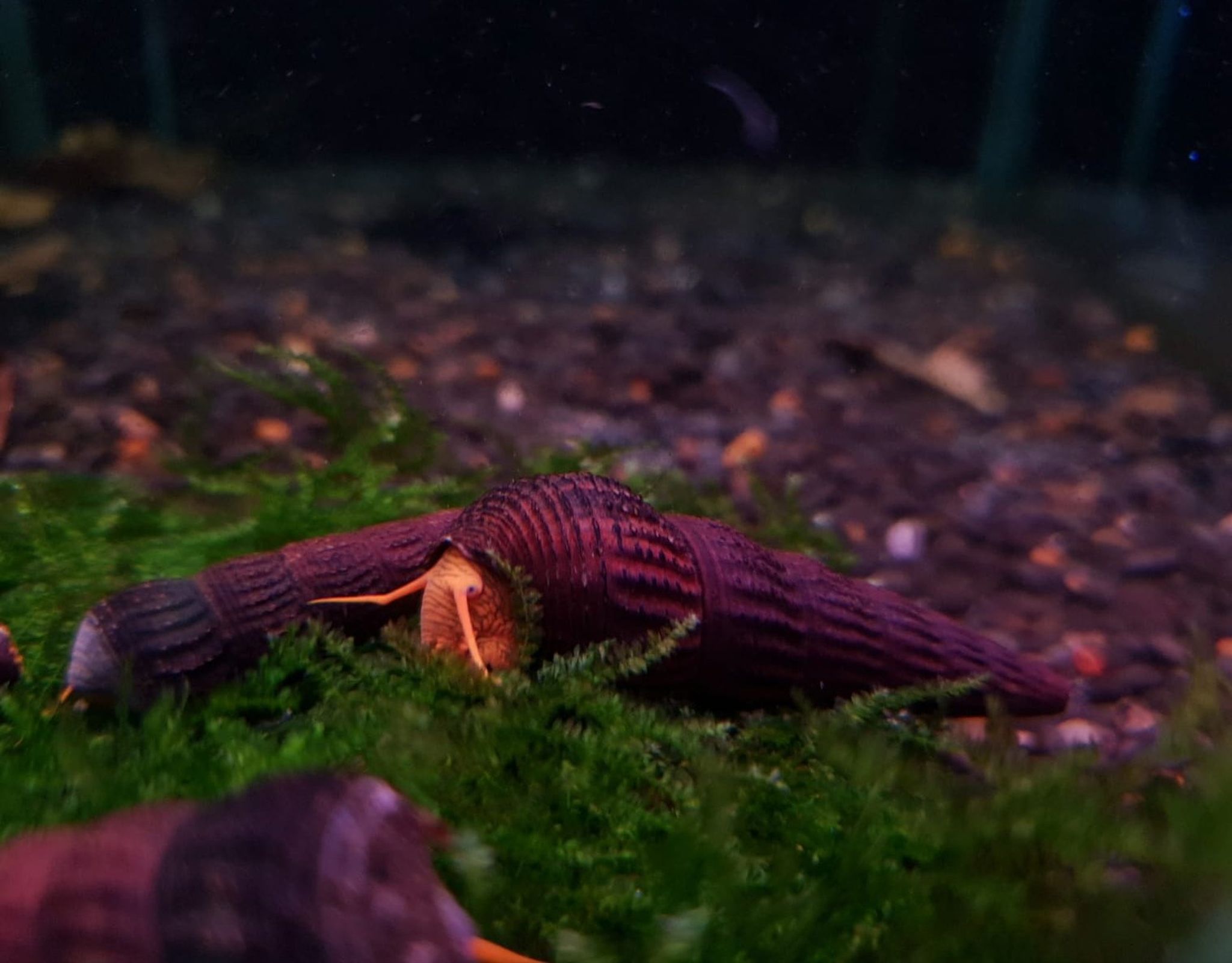 Yellow rabbit snail 5cm