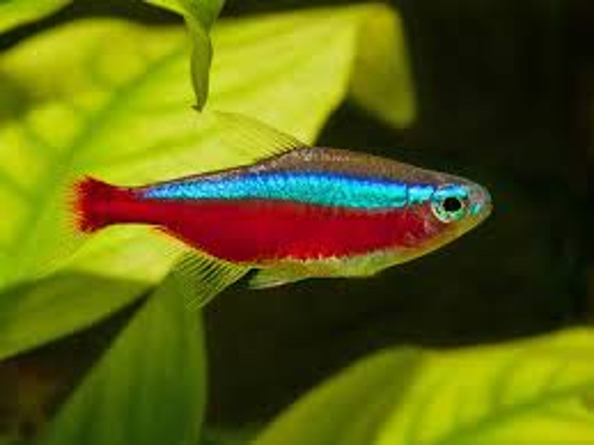 Cardinal tetra 1.5-1.8cm