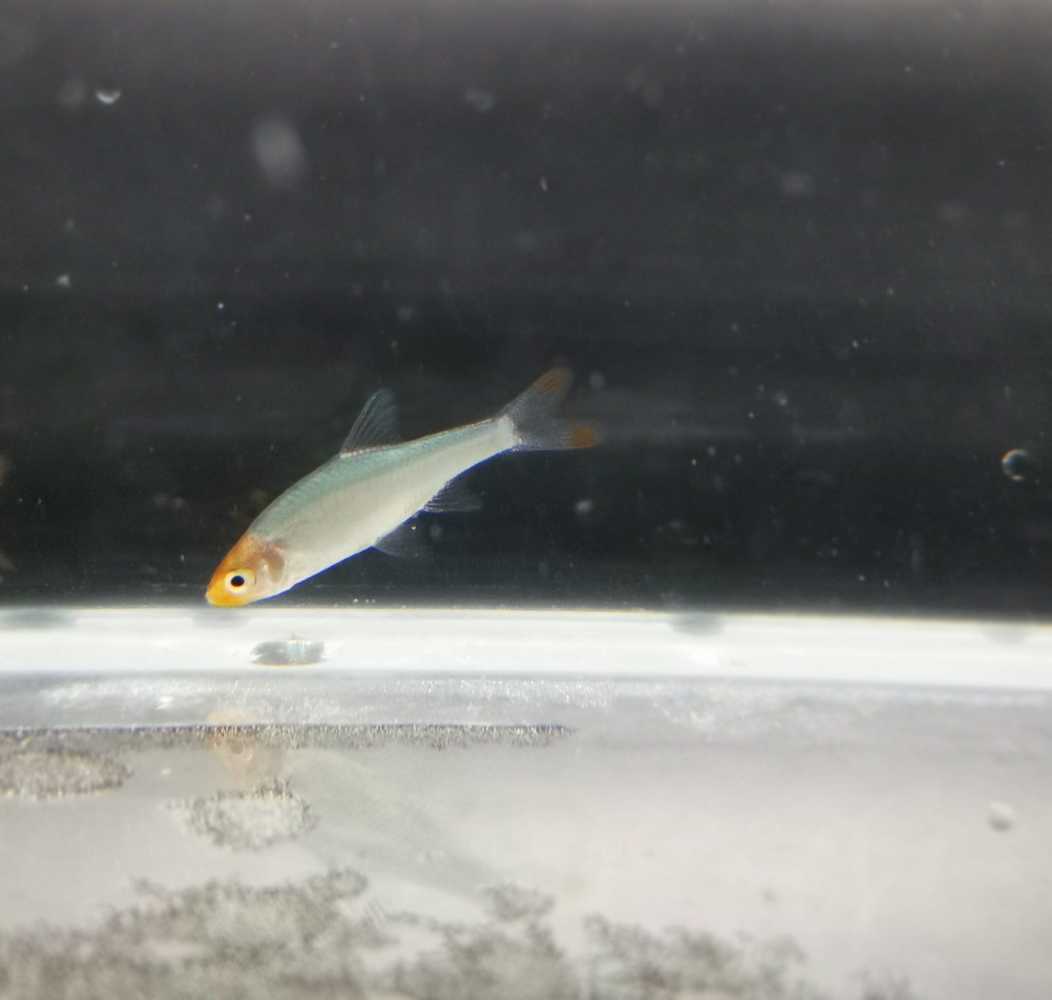 Rasbora sawbwa 1.5-2cm *Pairs*