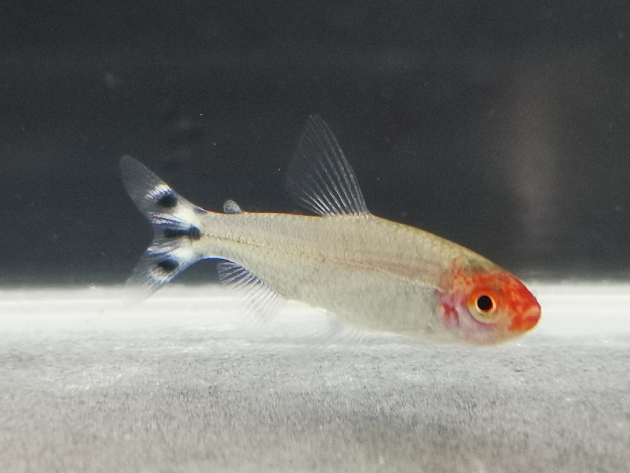 Rummy nose tetra 2cm