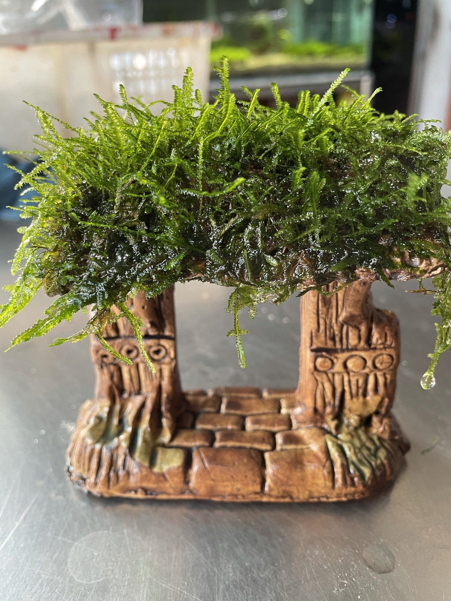 Weeping Moss (Pagoda designed)