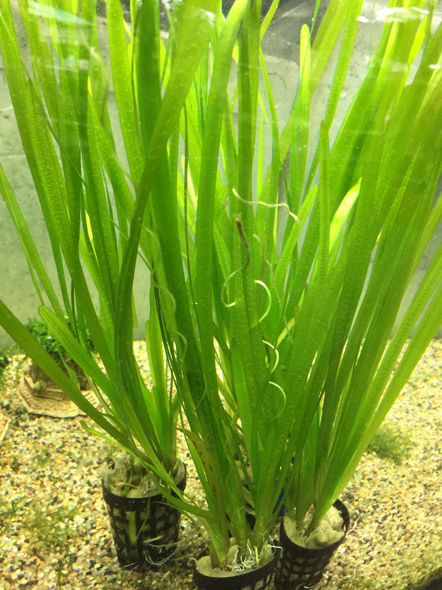 Vallisneria Spiralis