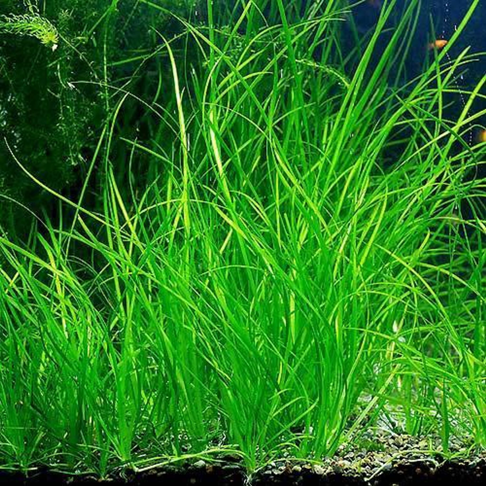 Vallisneria Nana