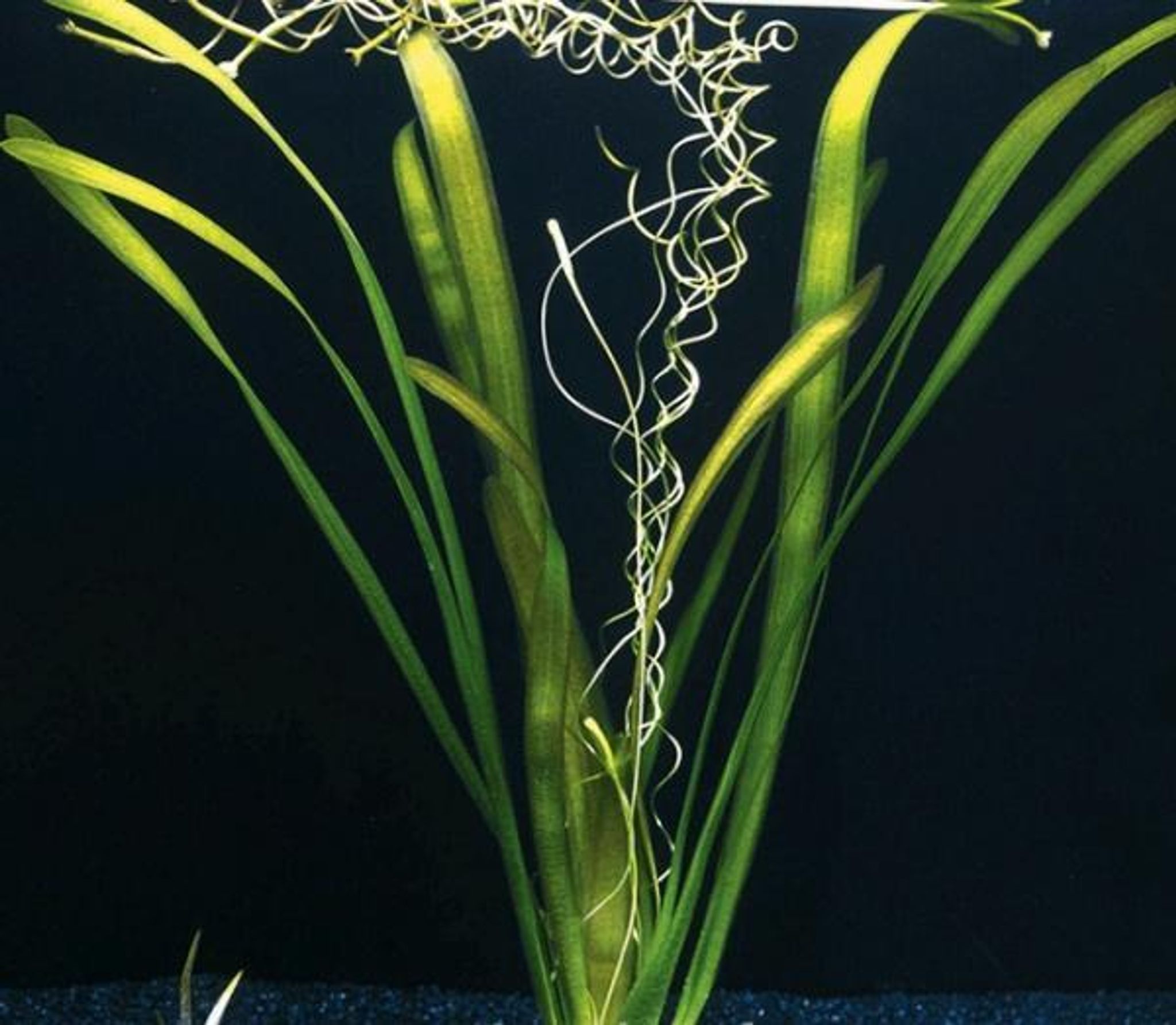 Vallisneria Gigantea