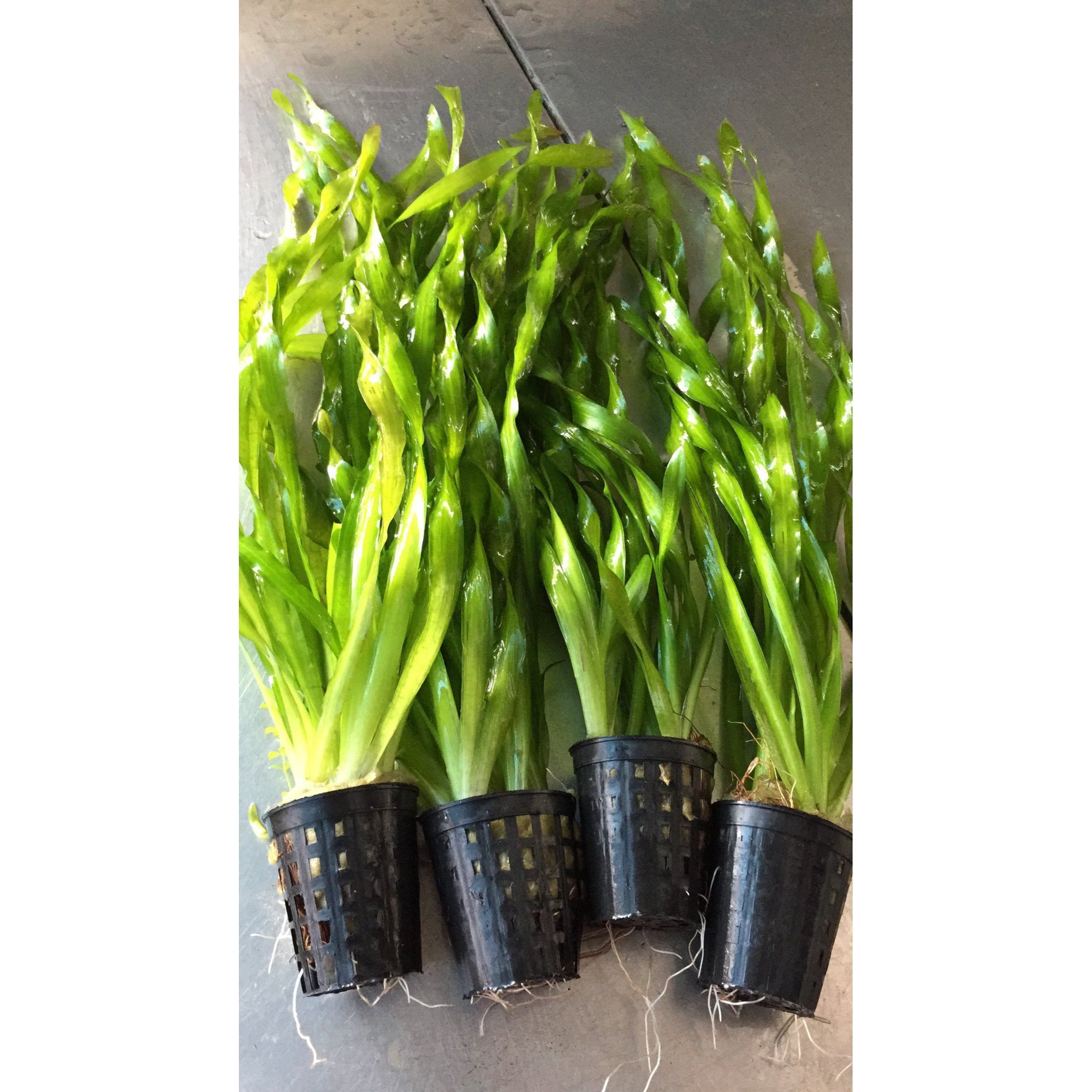Vallisneria Americana