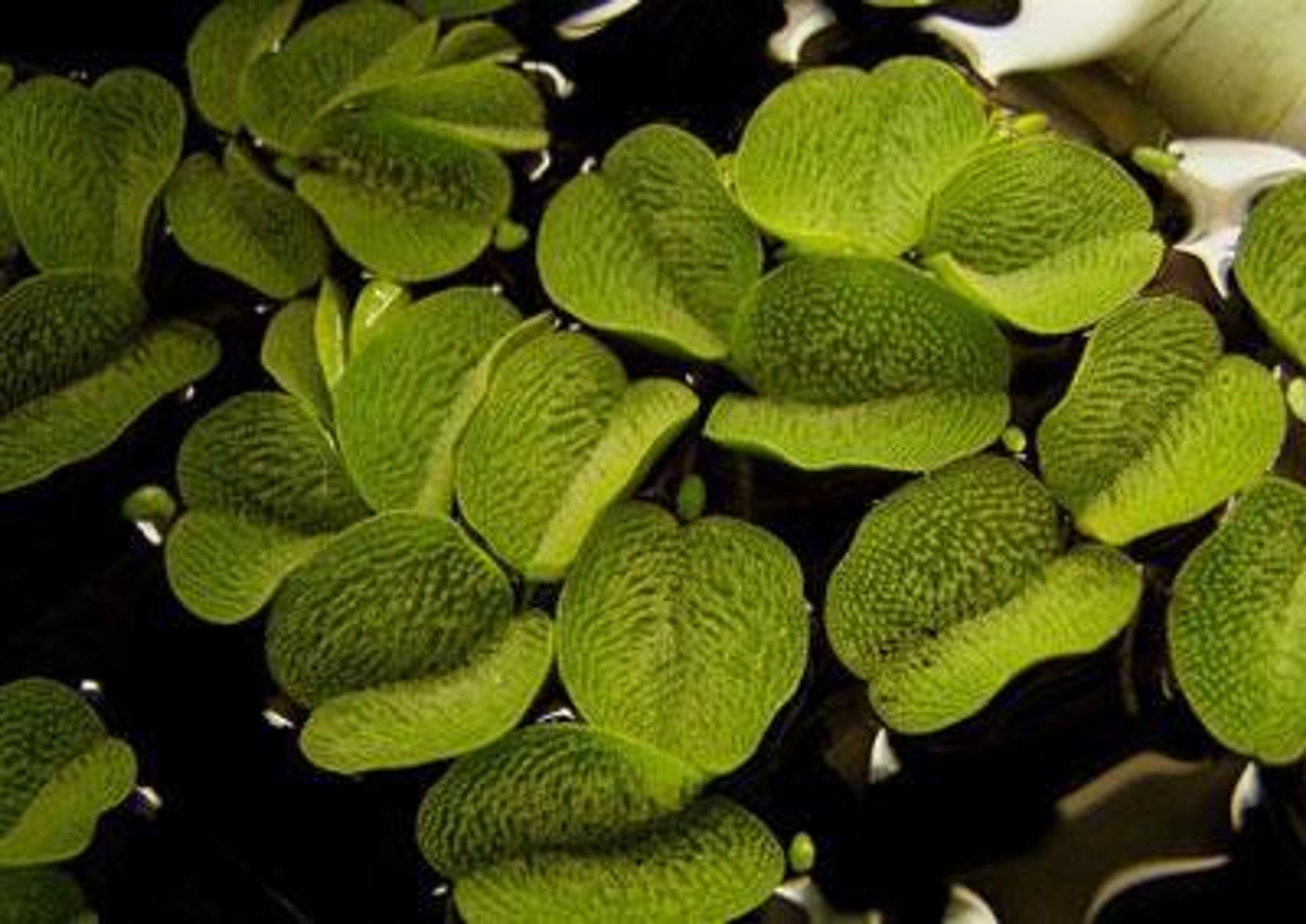 Salvinia natans (Packet)