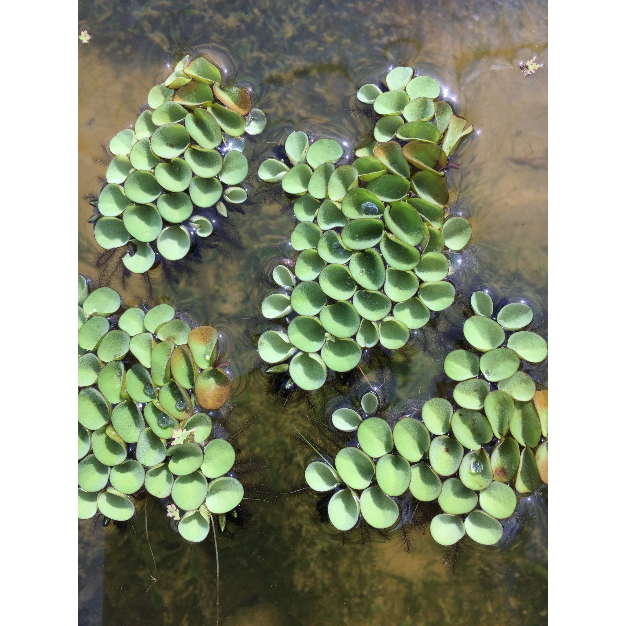 Salvinia Cucullata (Per Packet)