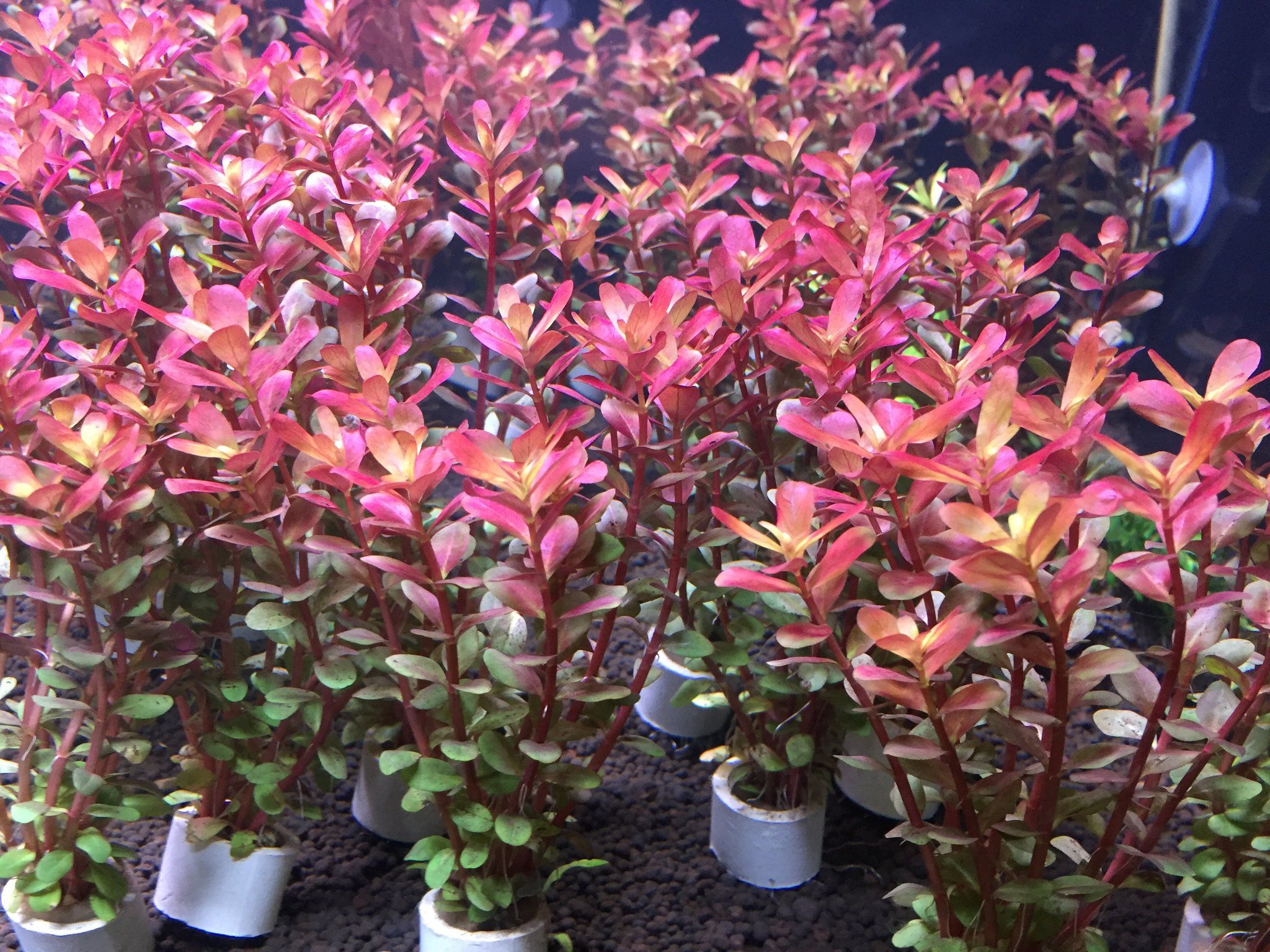 Rotala Super Red