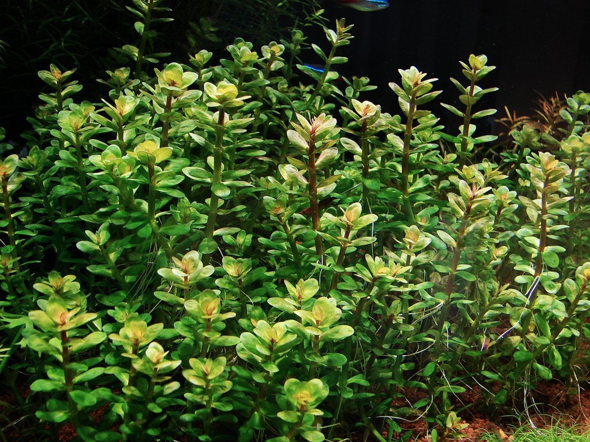 Rotala Sp. Bonsai
