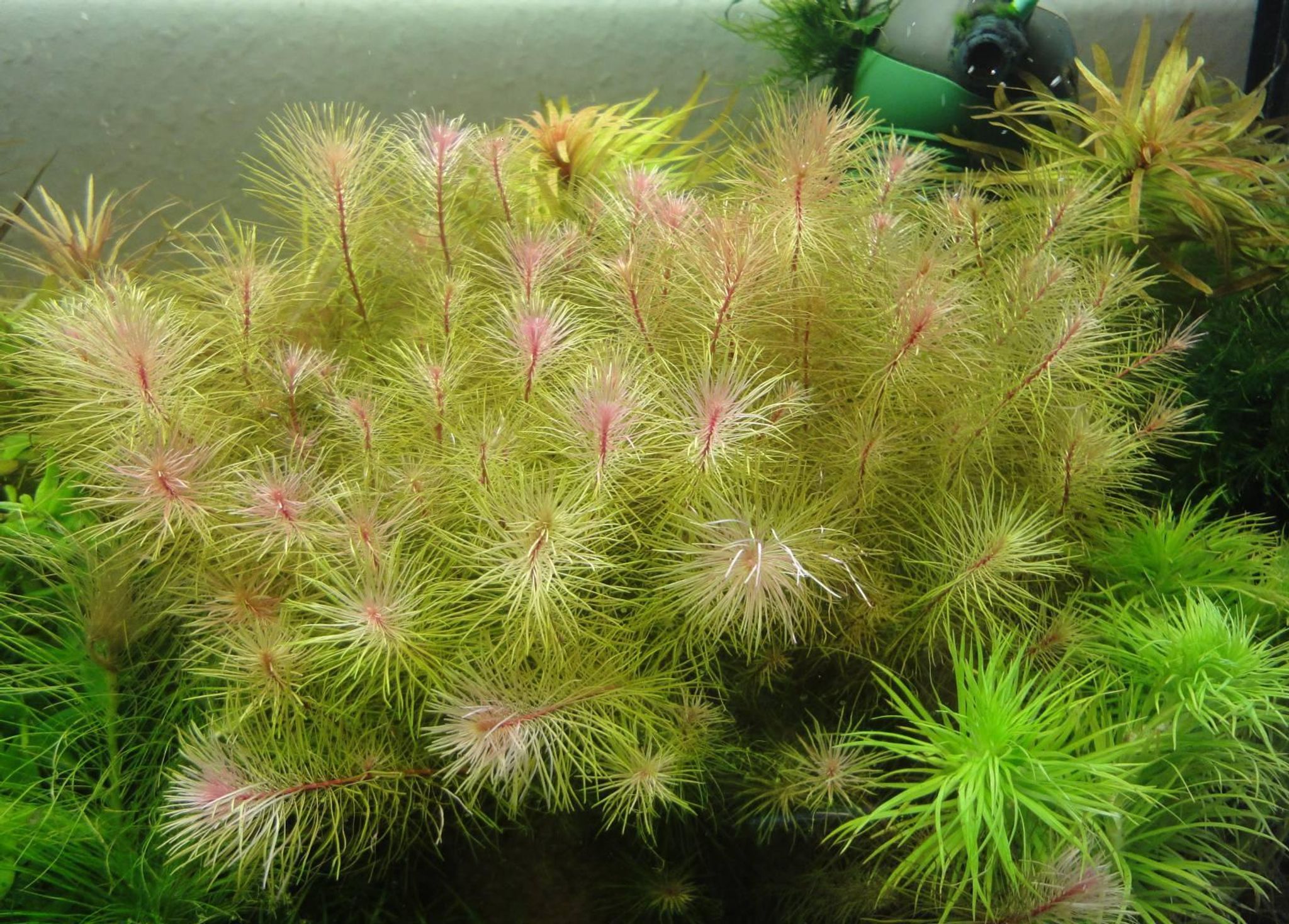 Rotala Sp Vietnam