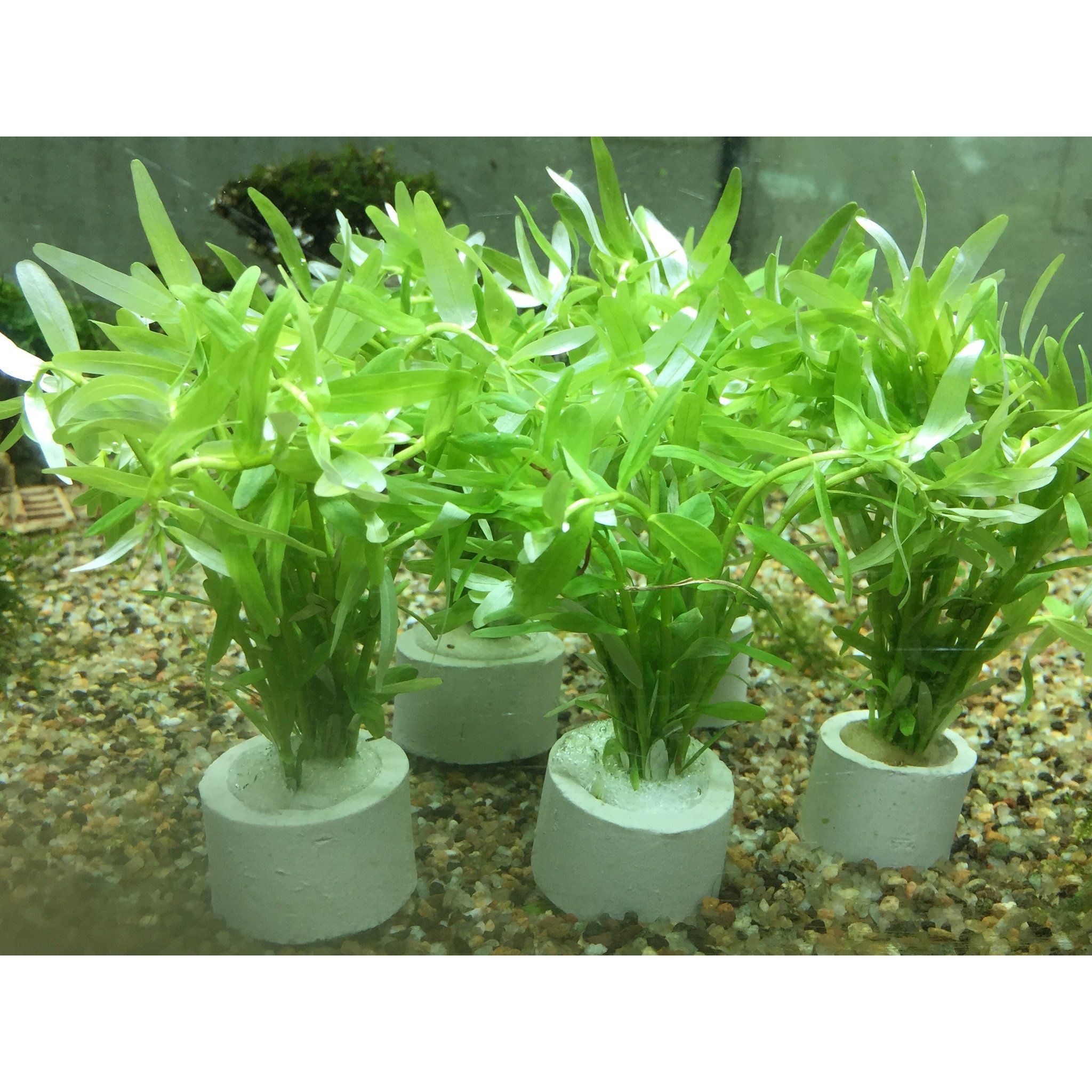 Rotala Rotundifolia Green