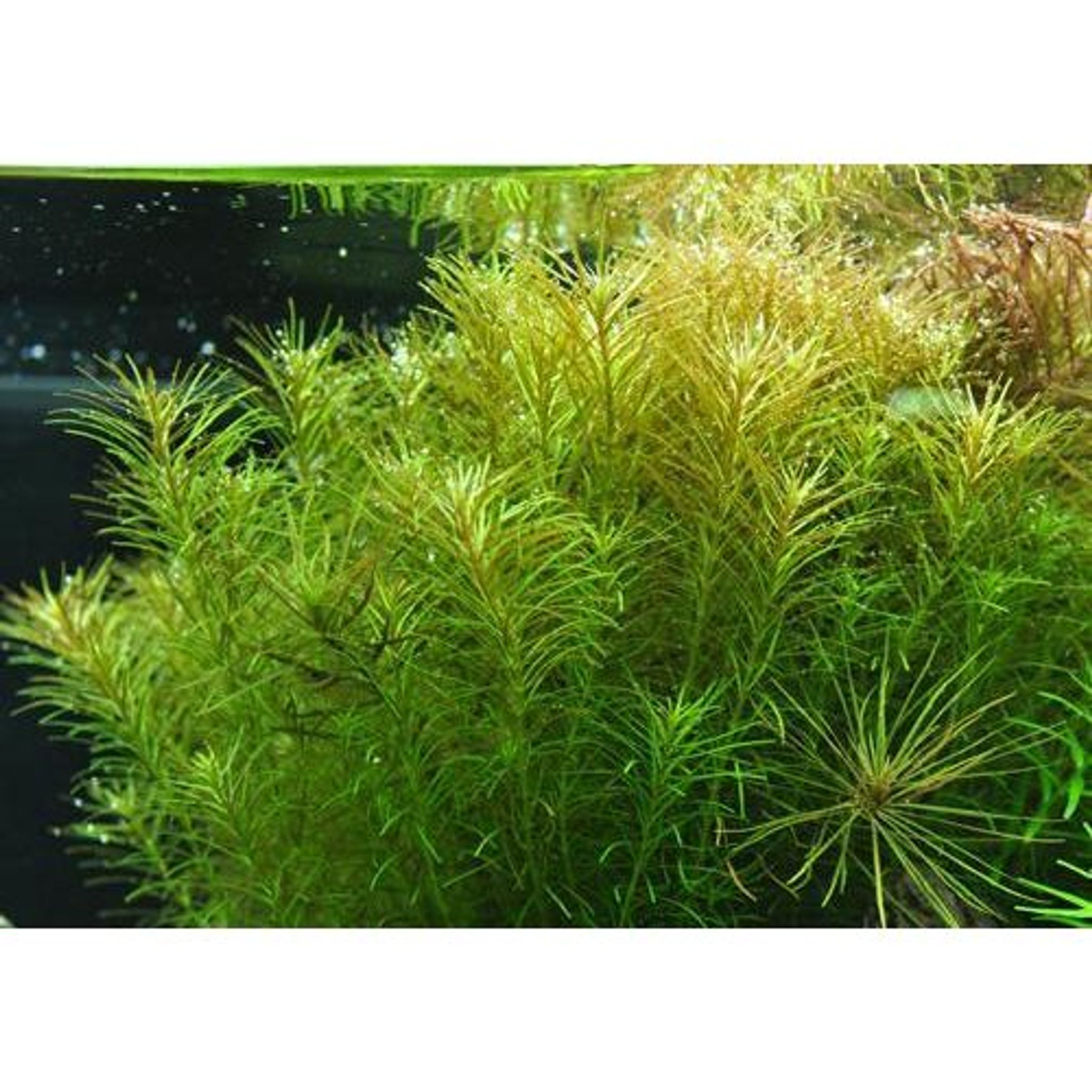 Rotala Najean