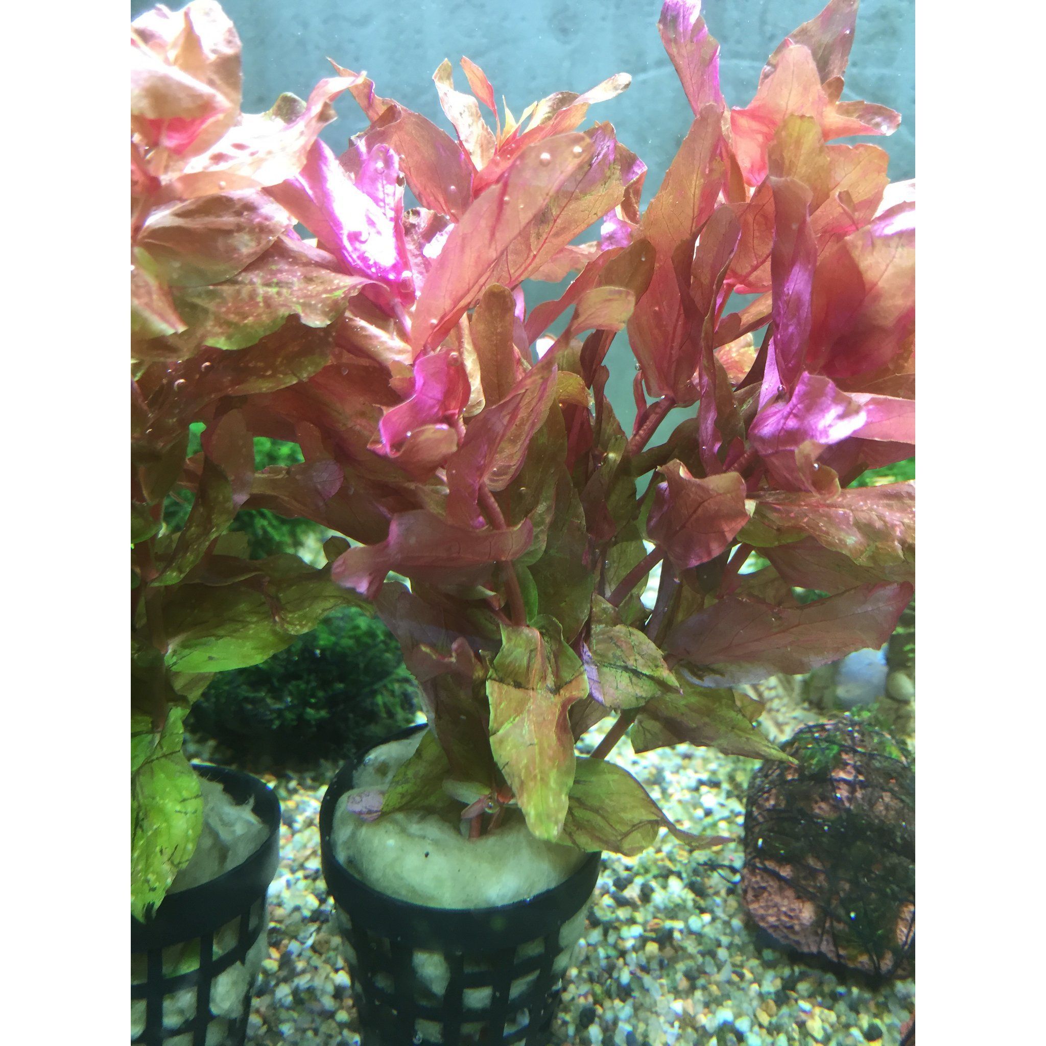 Rotala Macrandra