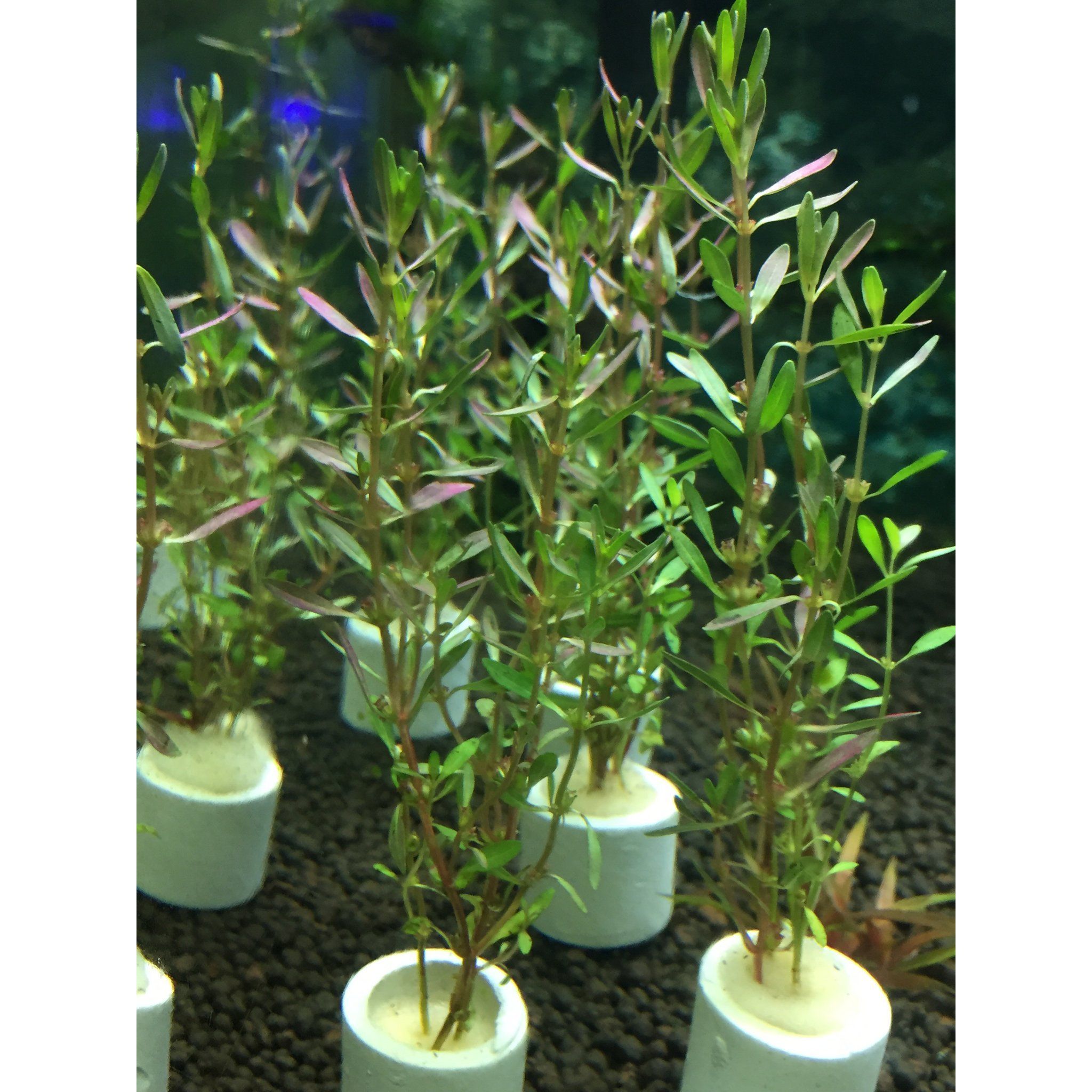 Rotala Florida