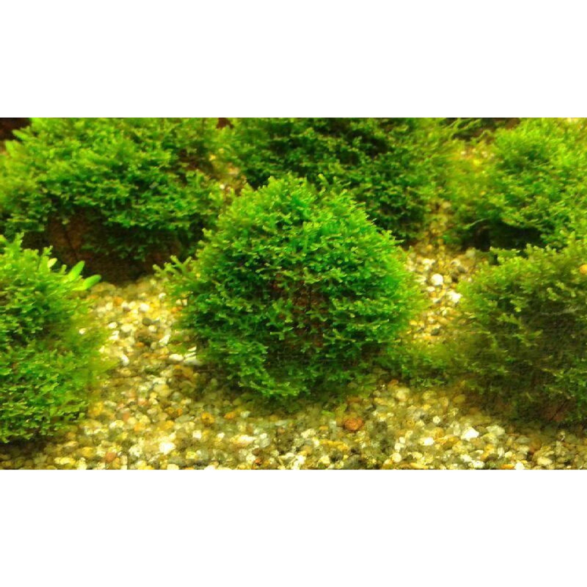 Riccardia chamedryfolia Mini Pellia