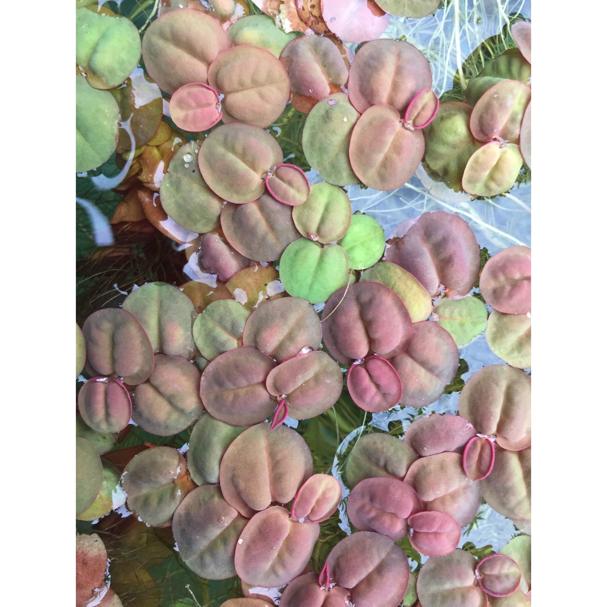 Red Root Floaters