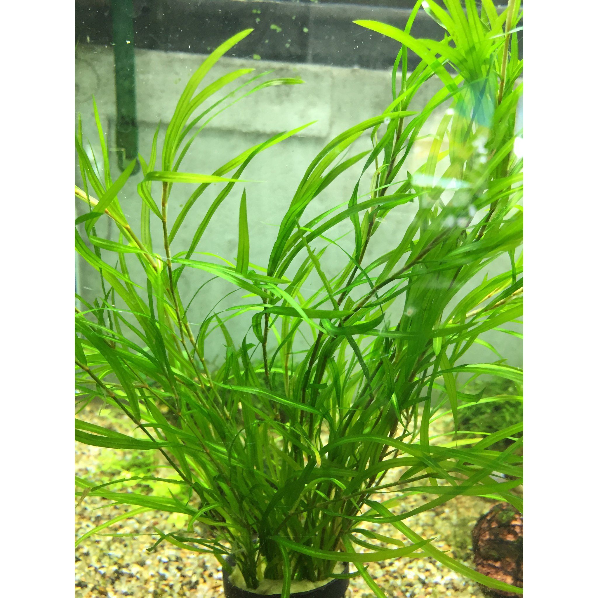 Potamogeton Gayi