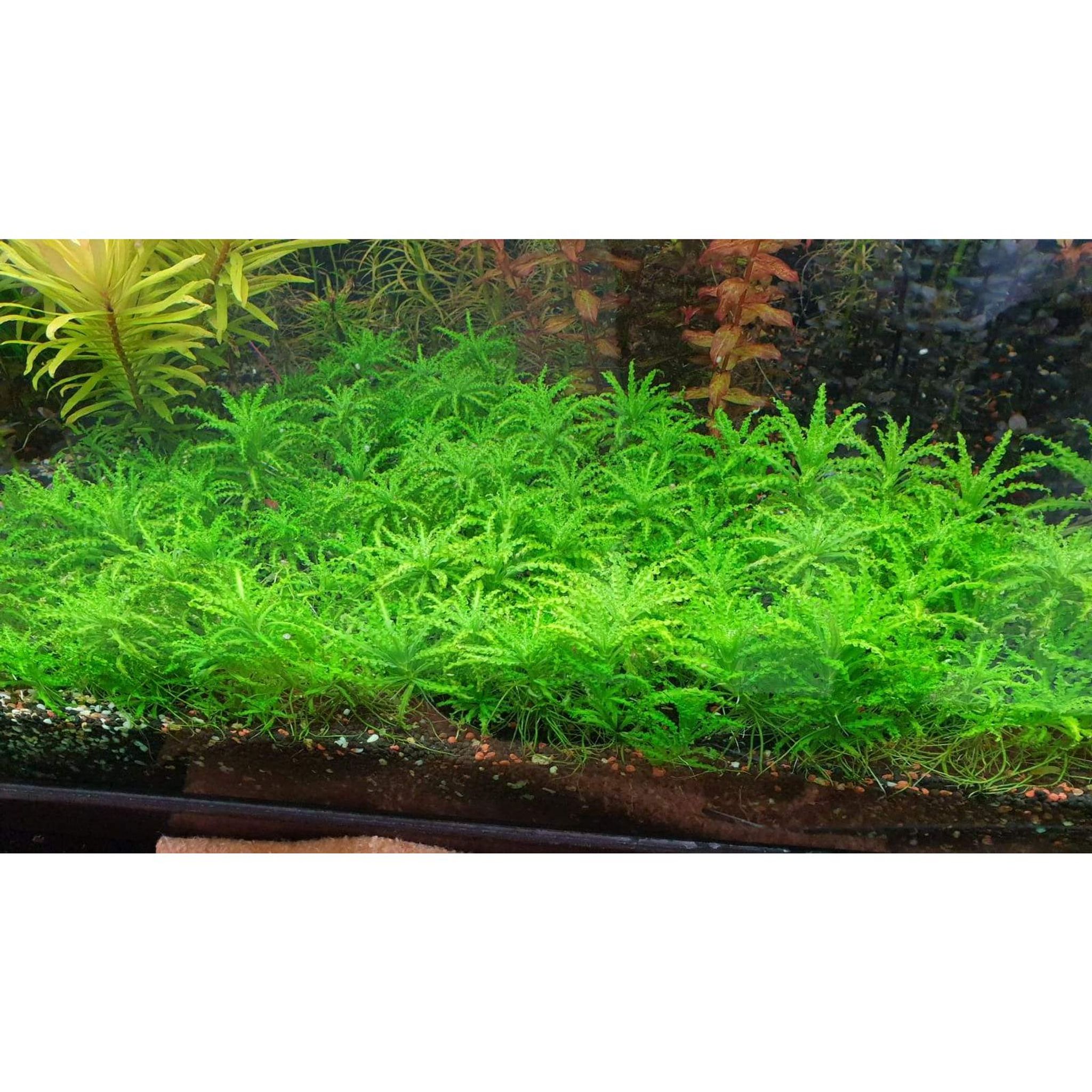 Pogostemon Helferi