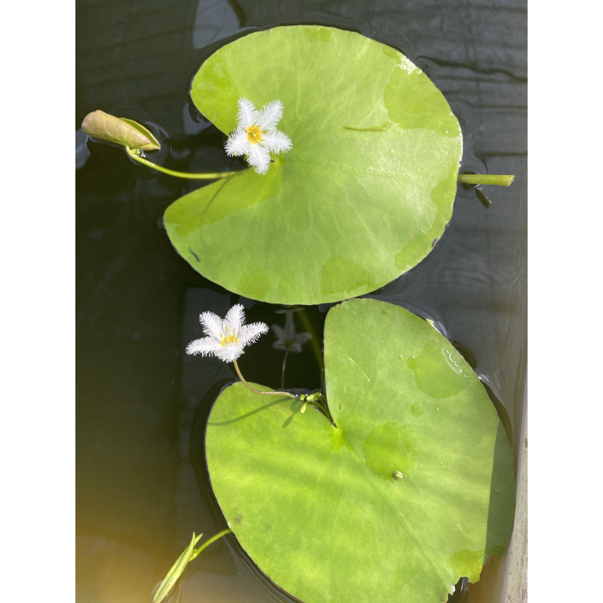 Nymphoides Indica