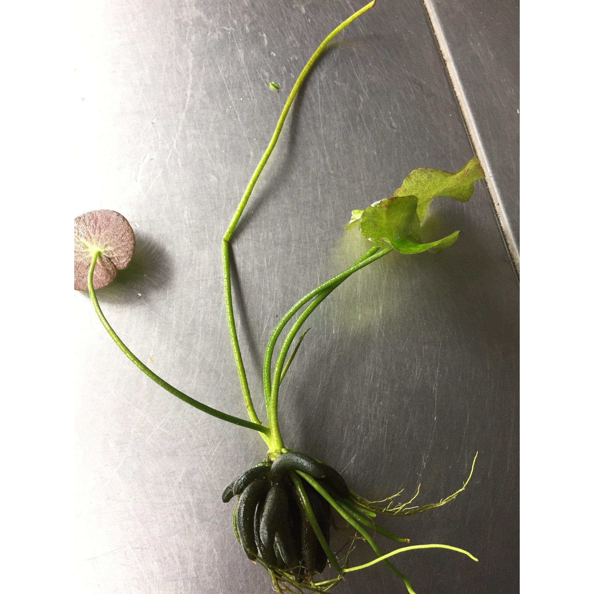 Nymphoides Aquatica (Banana Plants)