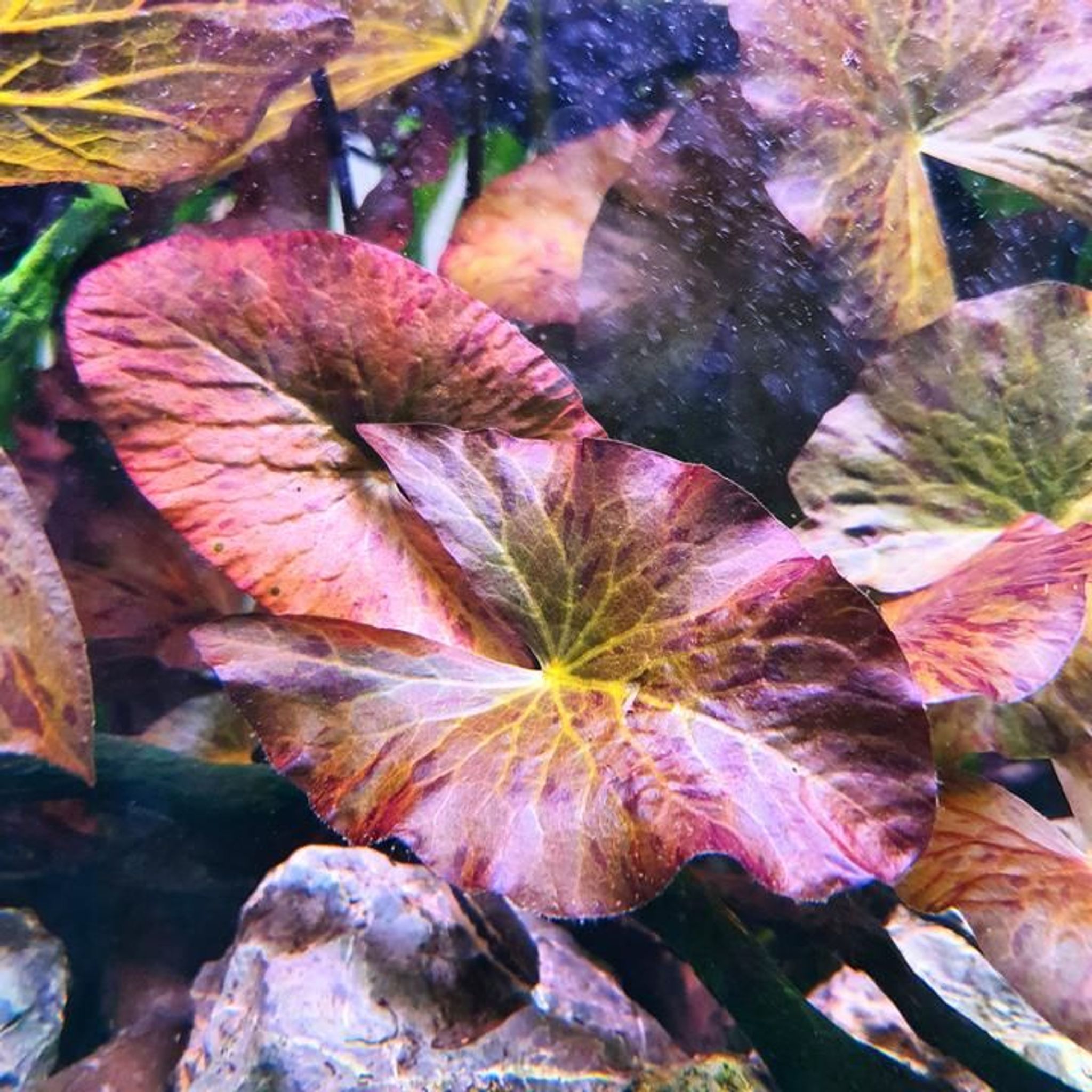 Nymphaea Lotus Red