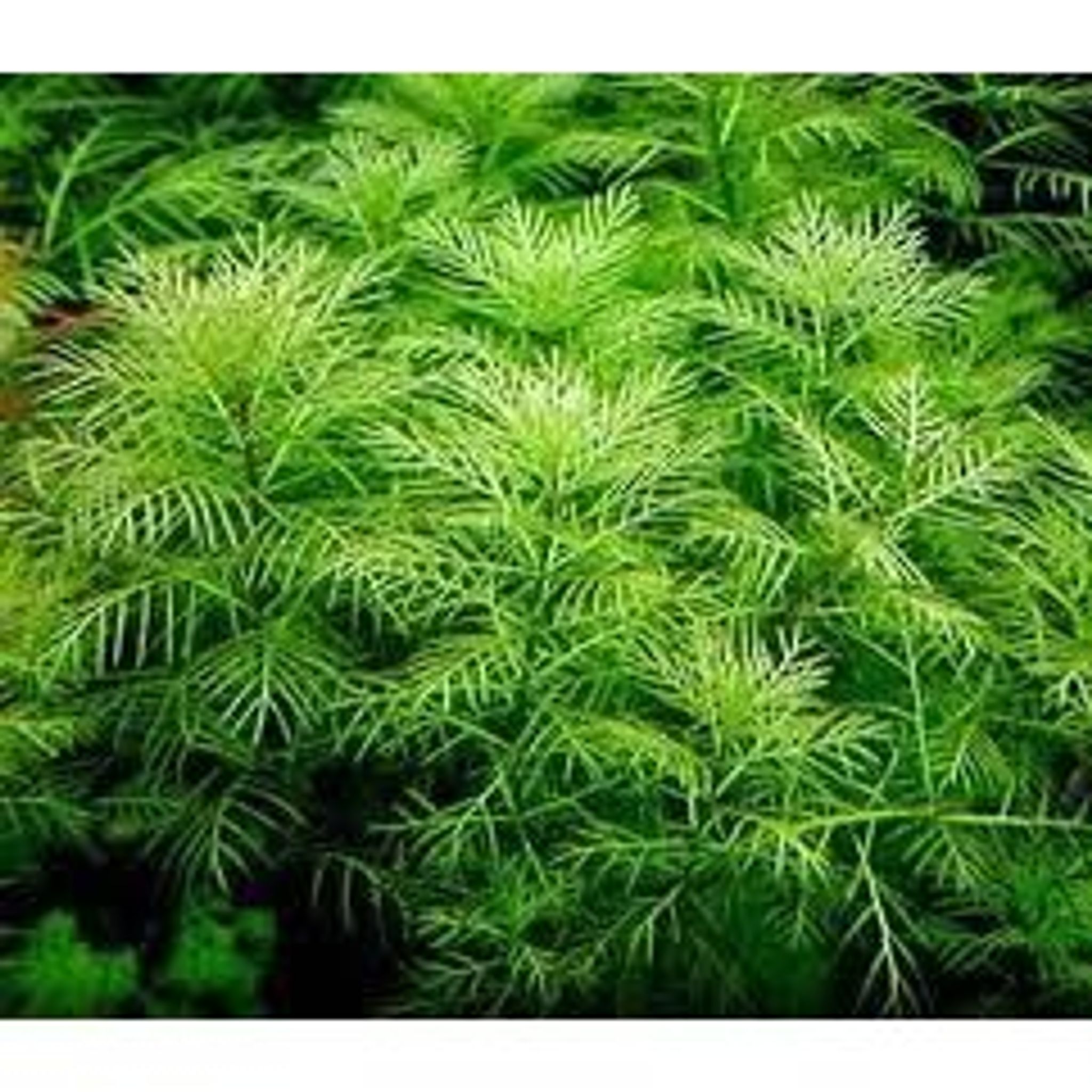 Myriophyllum Matogrossense