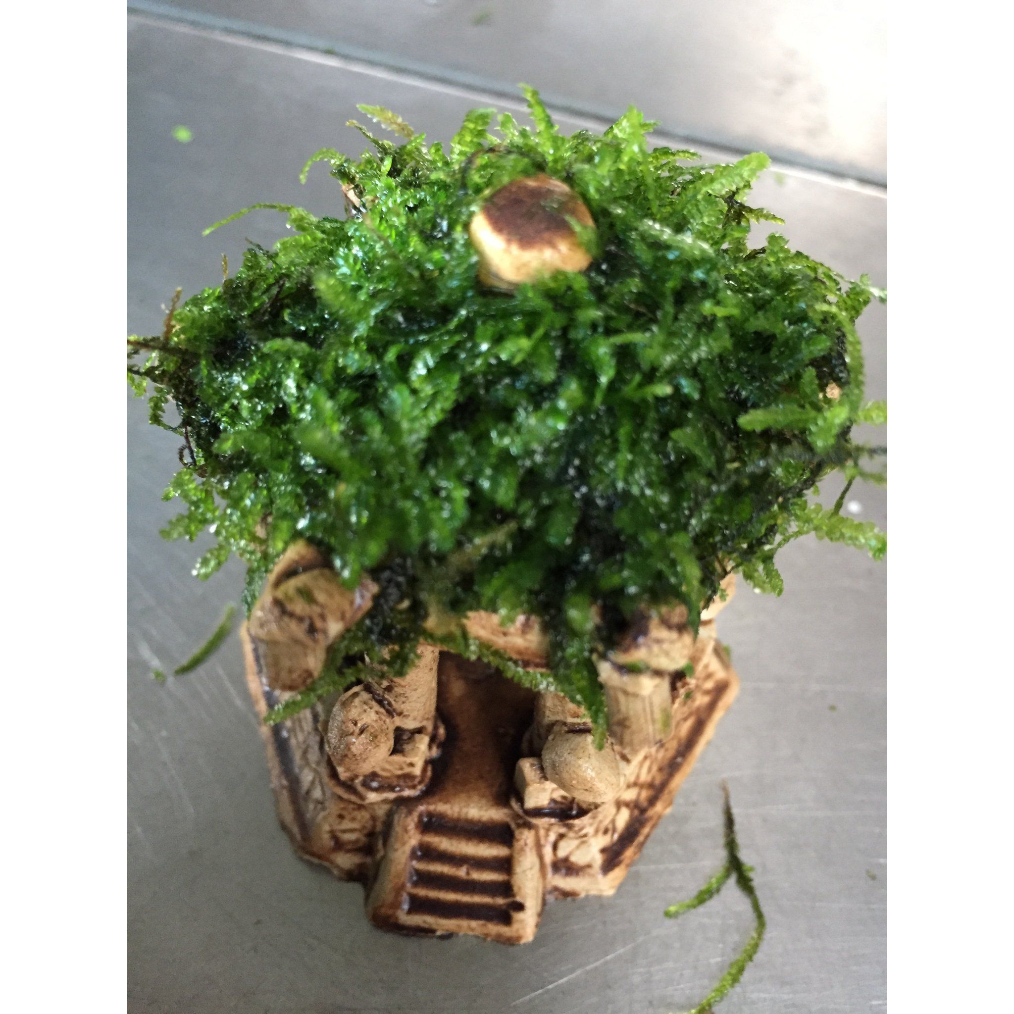 Moss Hexagonal Pavilion