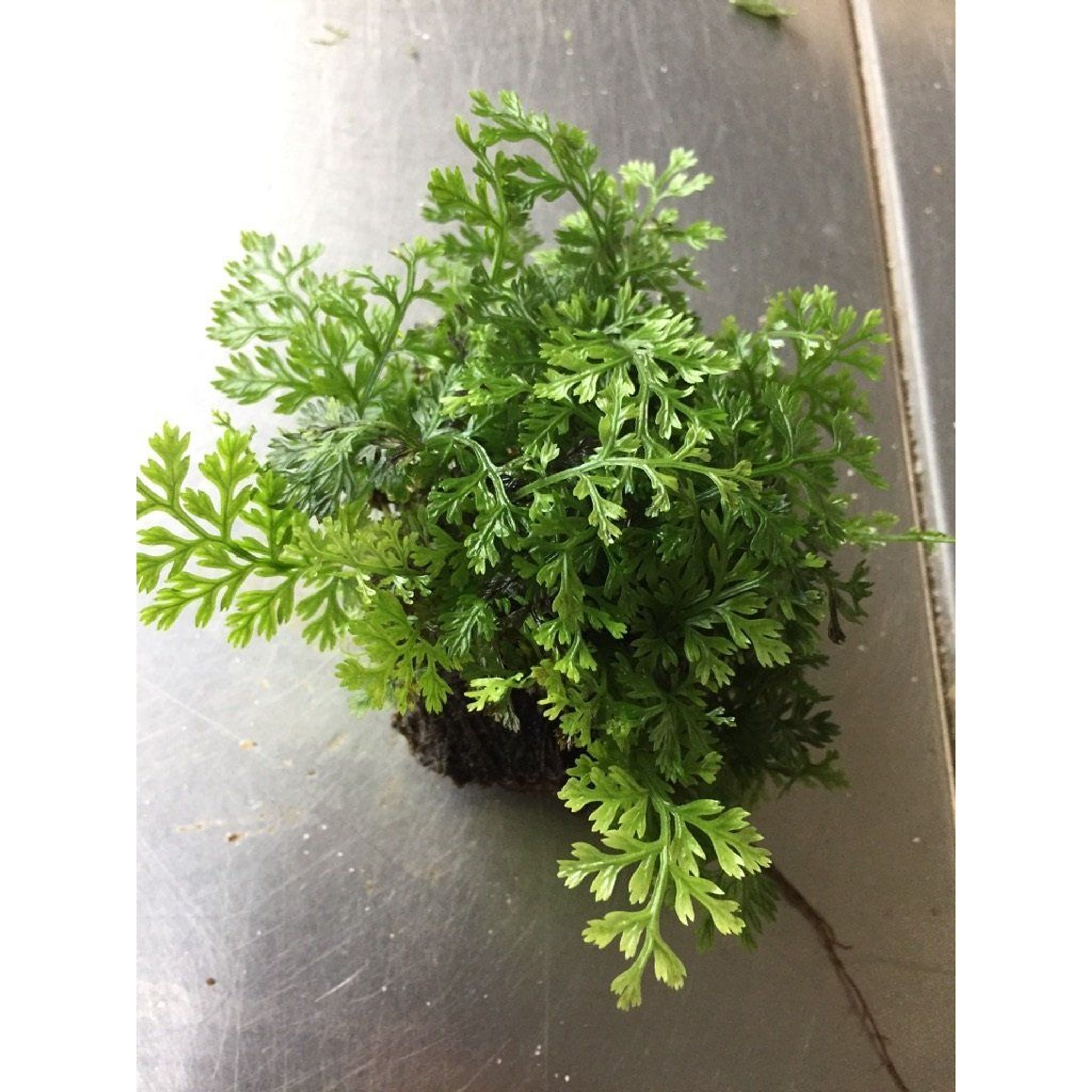 Mini Bolbitis