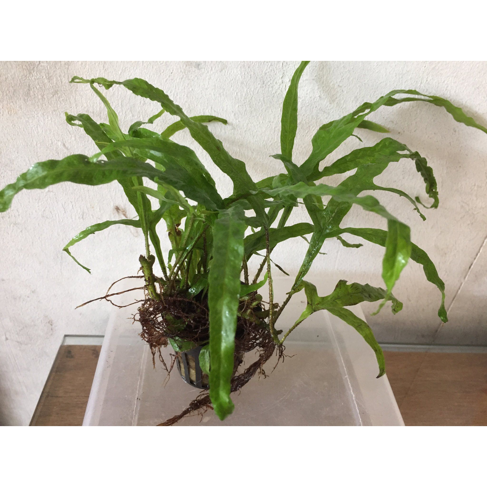 Microsorium Trident