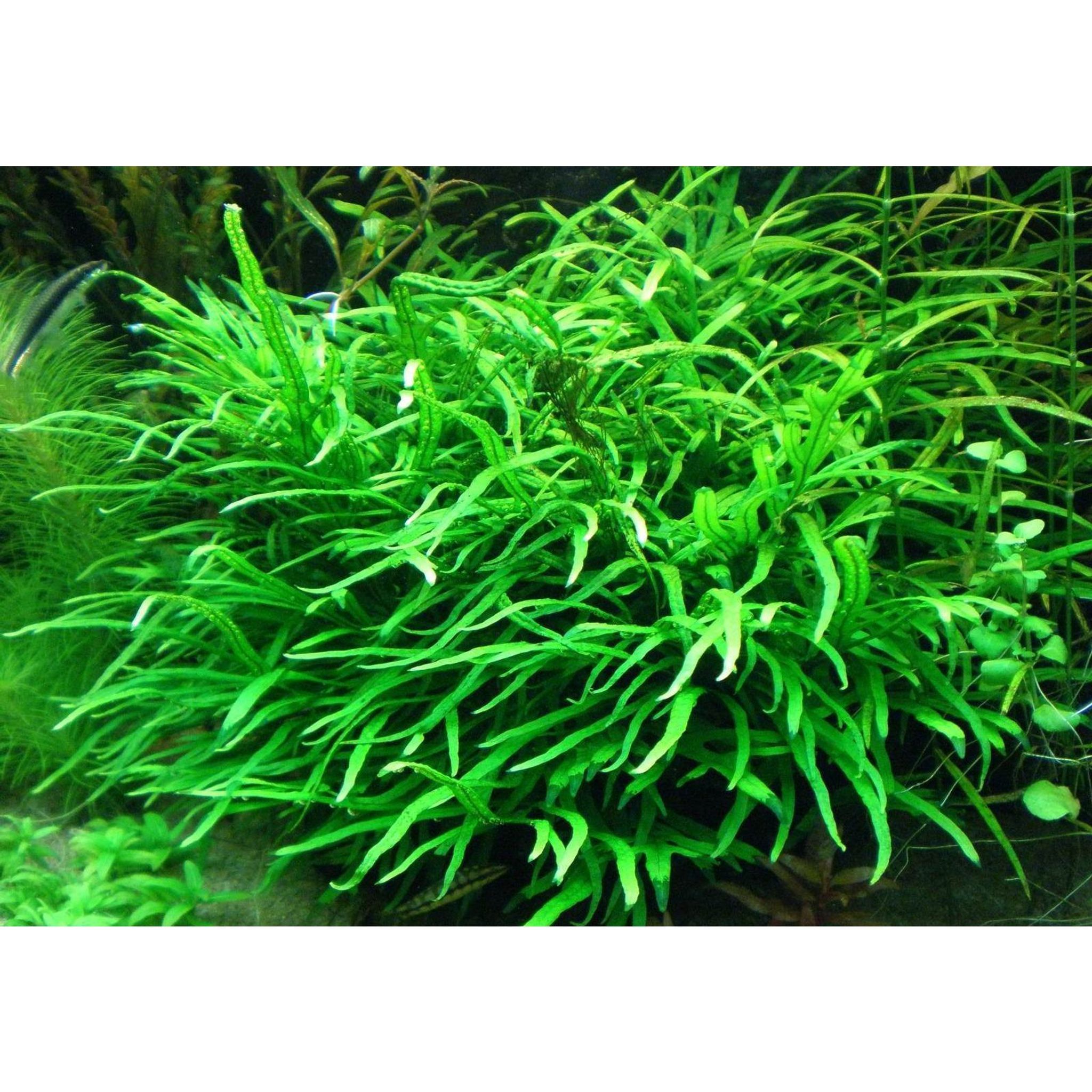 Microsorium Narrow Leaf