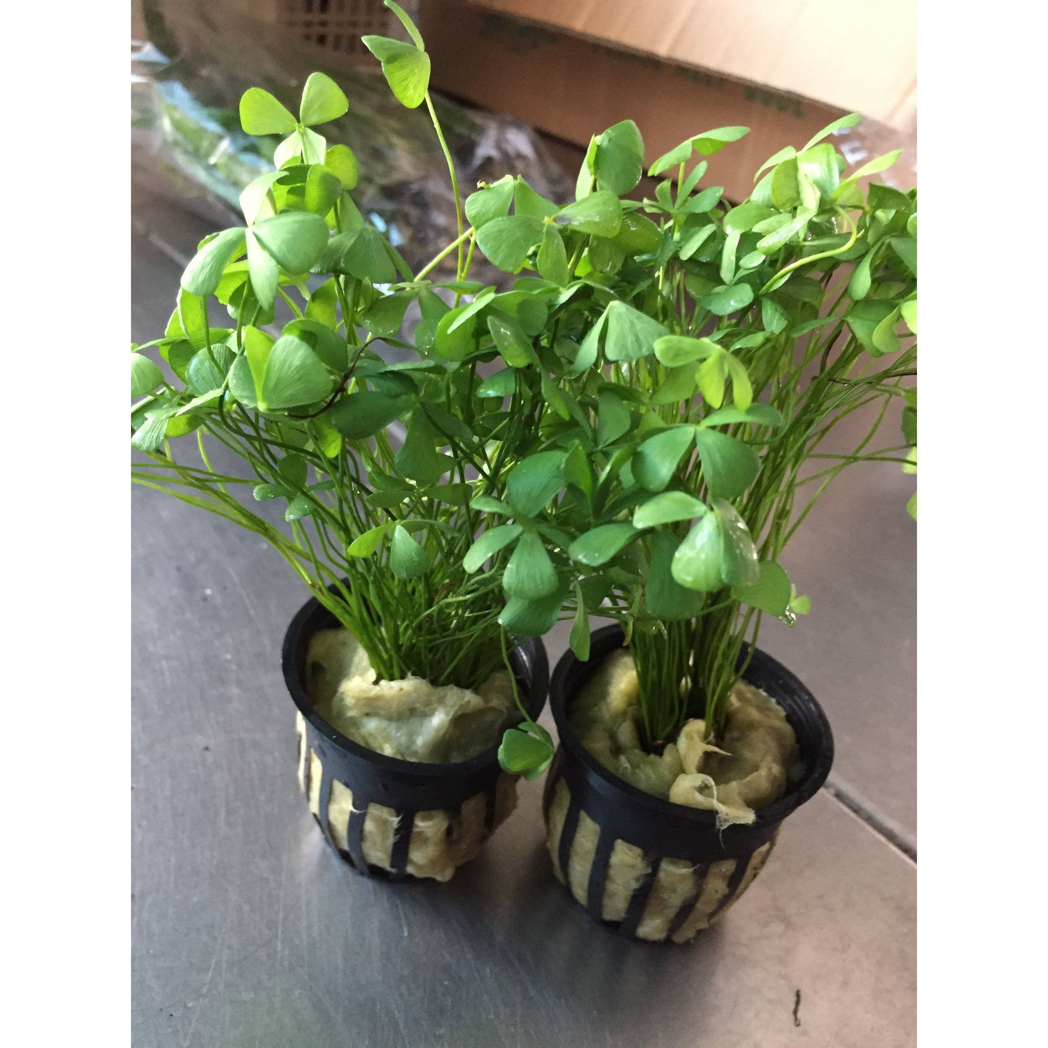 Marsilea Crenata