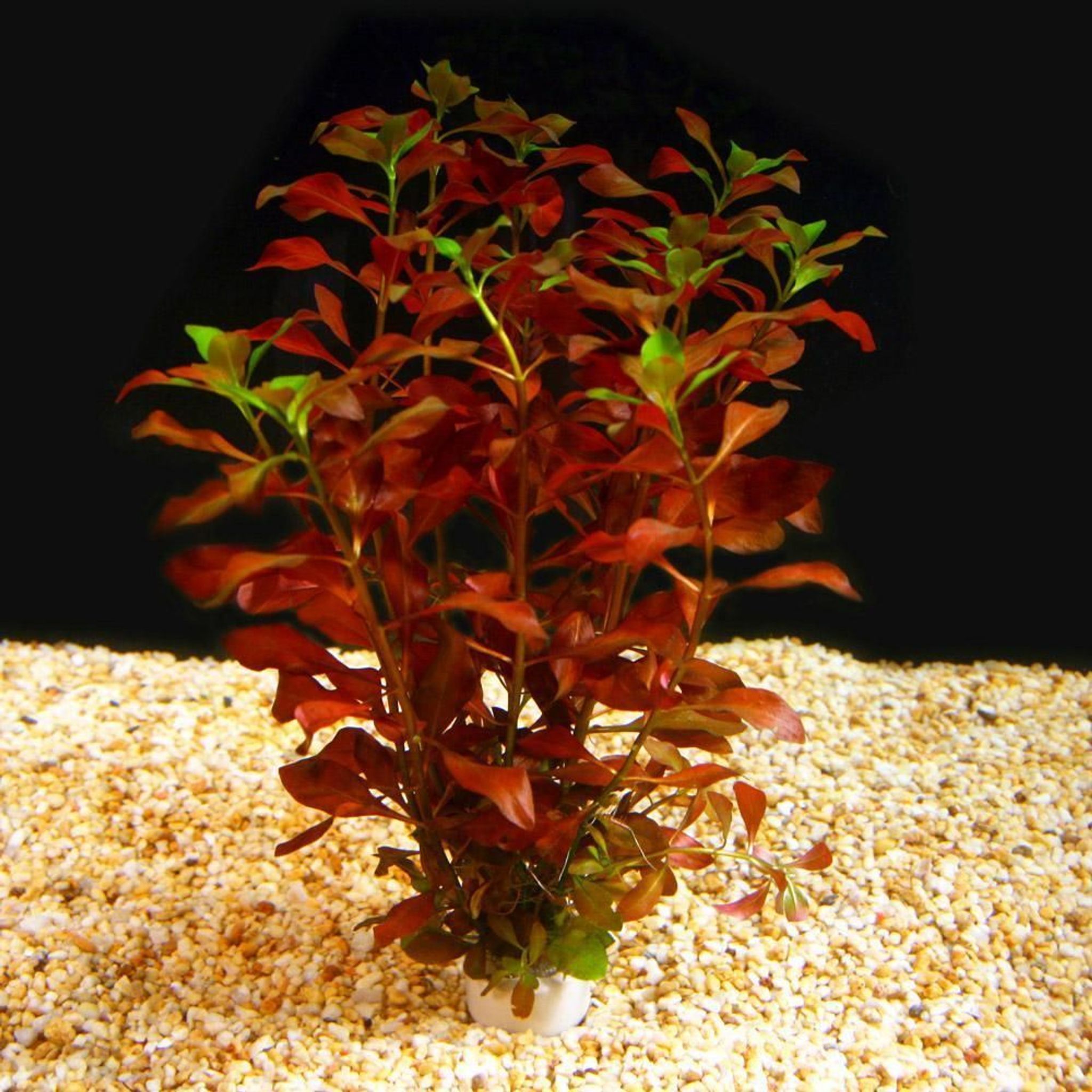 Ludwigia Super Red
