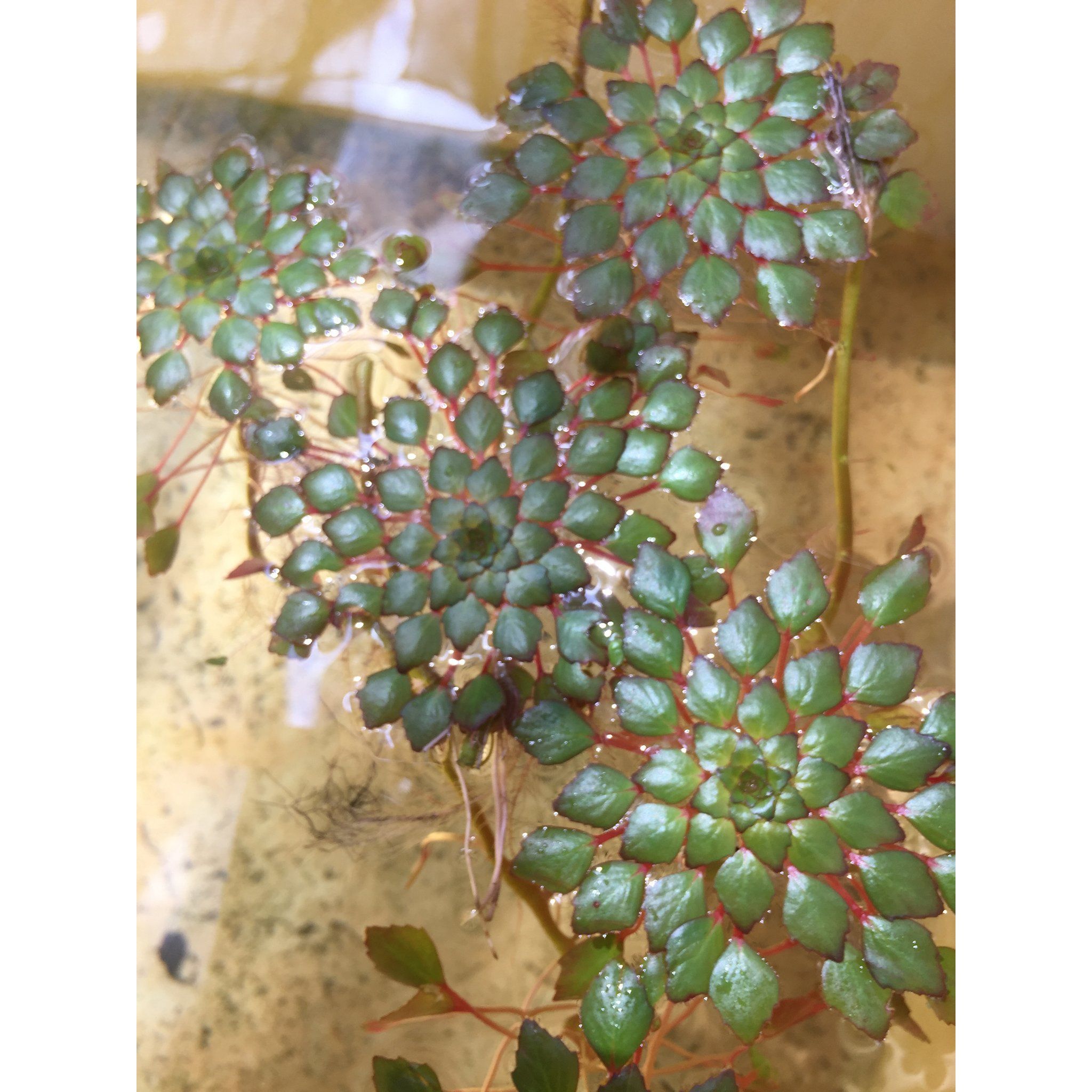 Ludwigia Sedioides