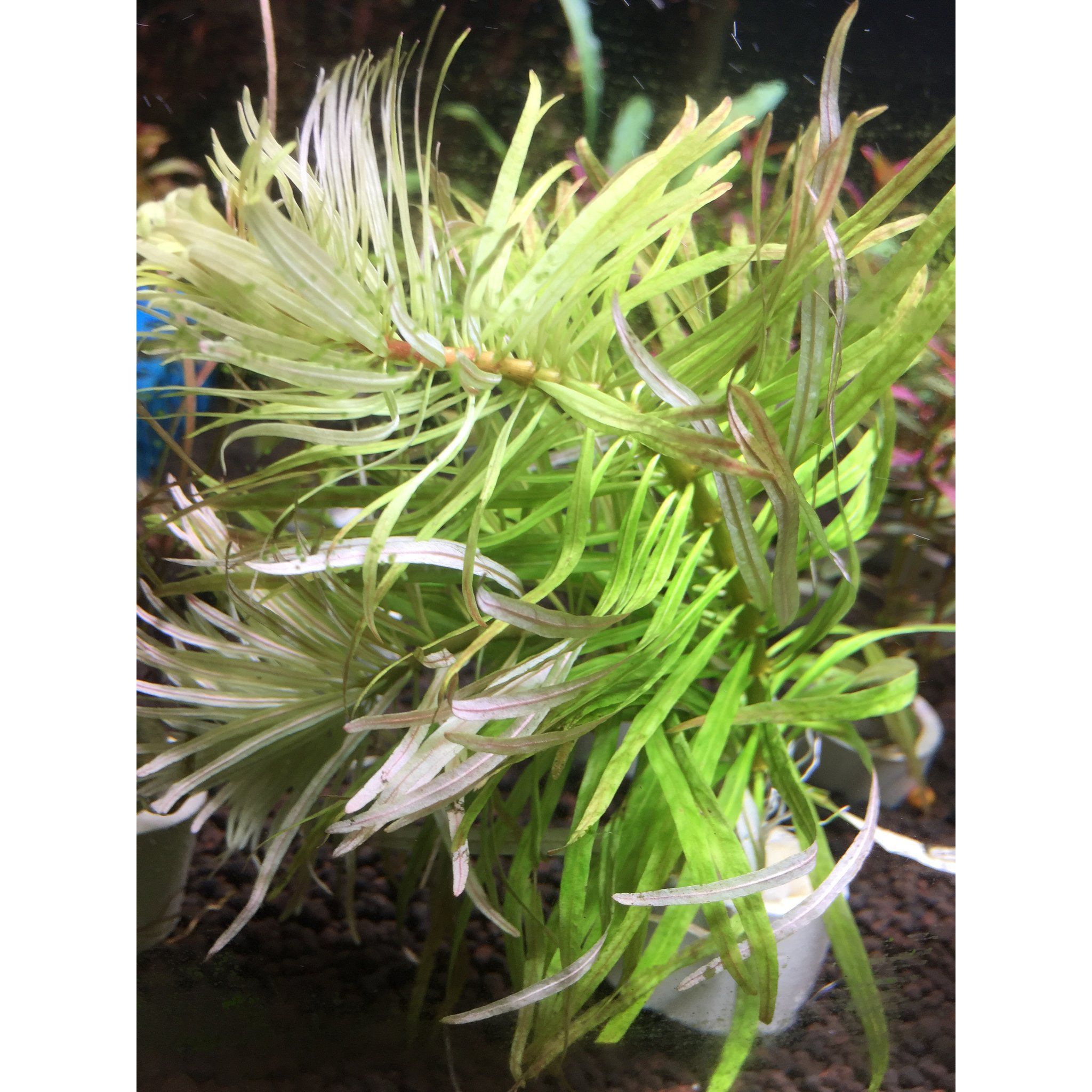 Ludwigia Cuba
