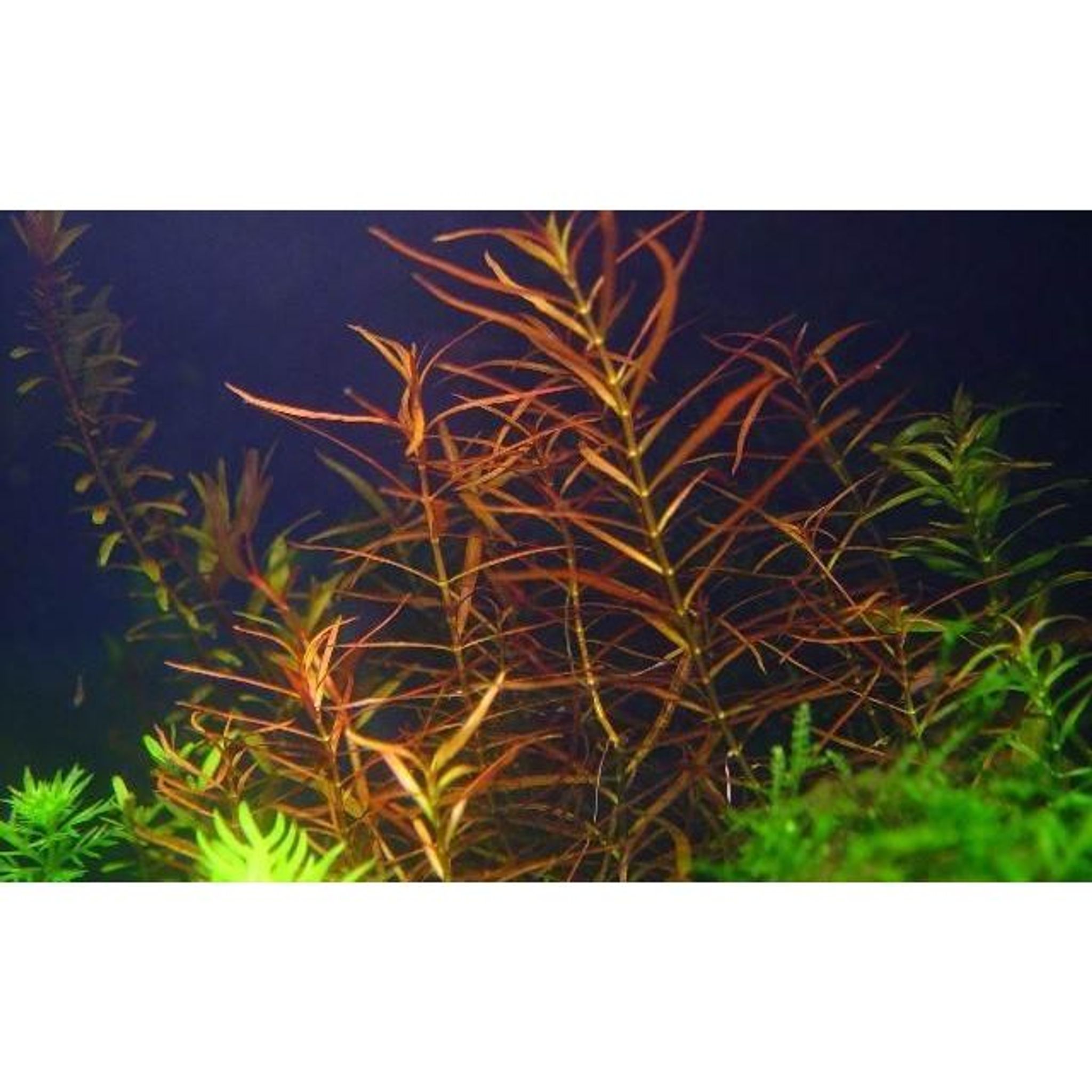 Ludwigia Arcuata