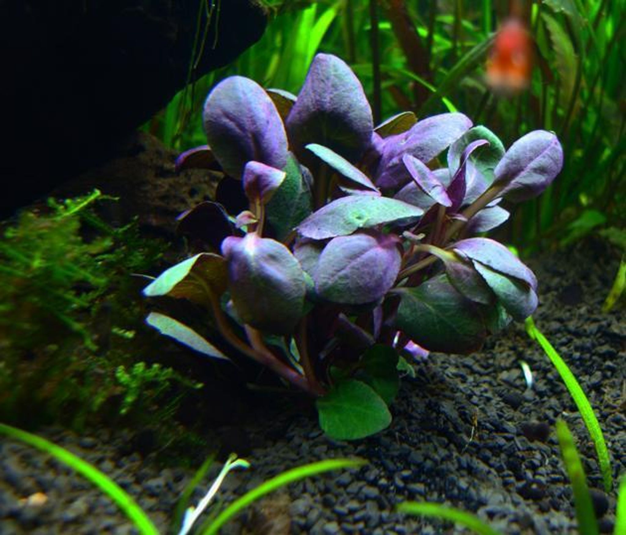 Lobelia Cardinalis