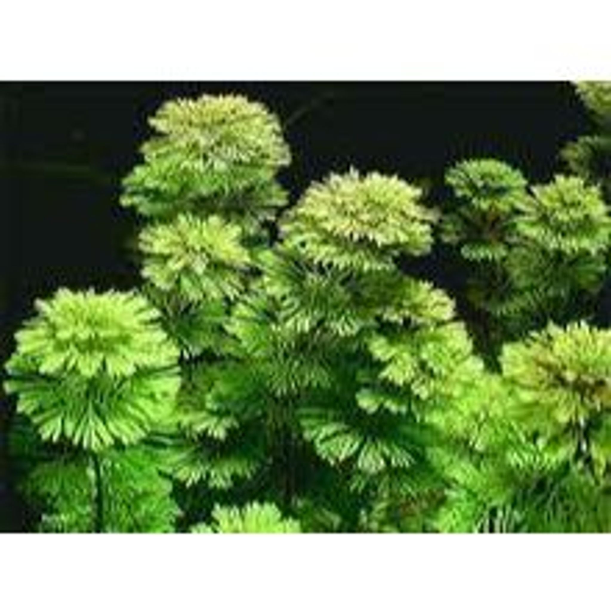 Limnophila Sessiliflora