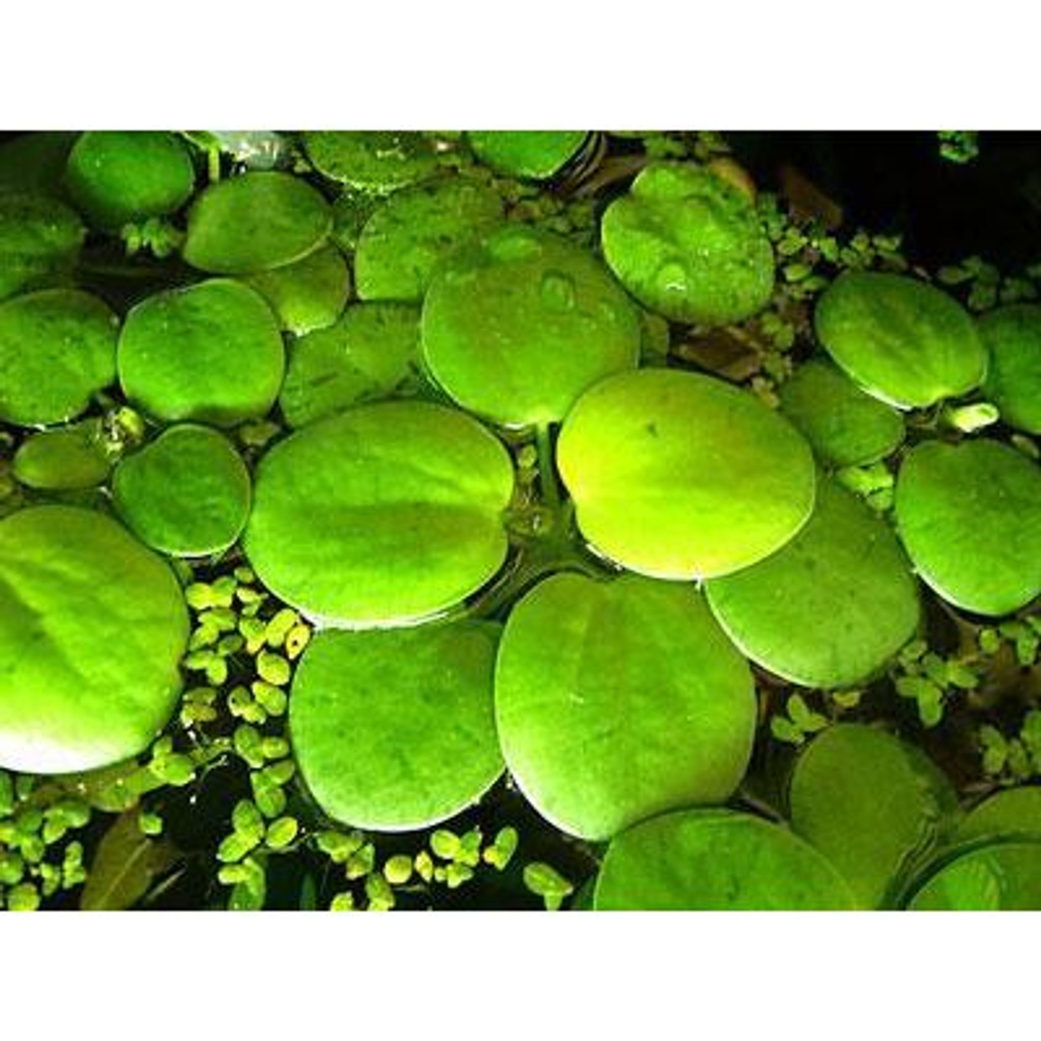 Limnobium laevigatum (Frogbit)