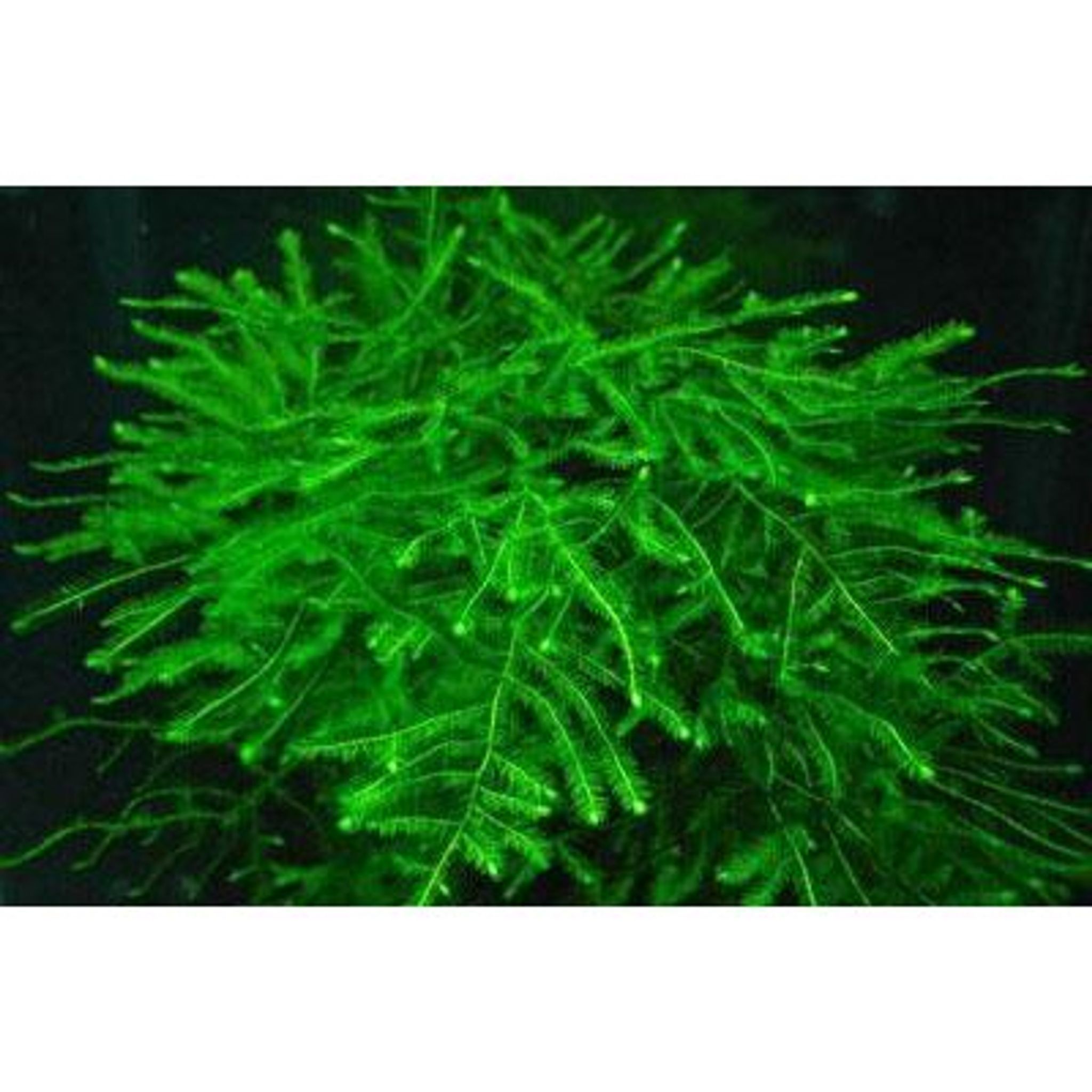 Java moss (Vesicularis dubyana)(Packet)