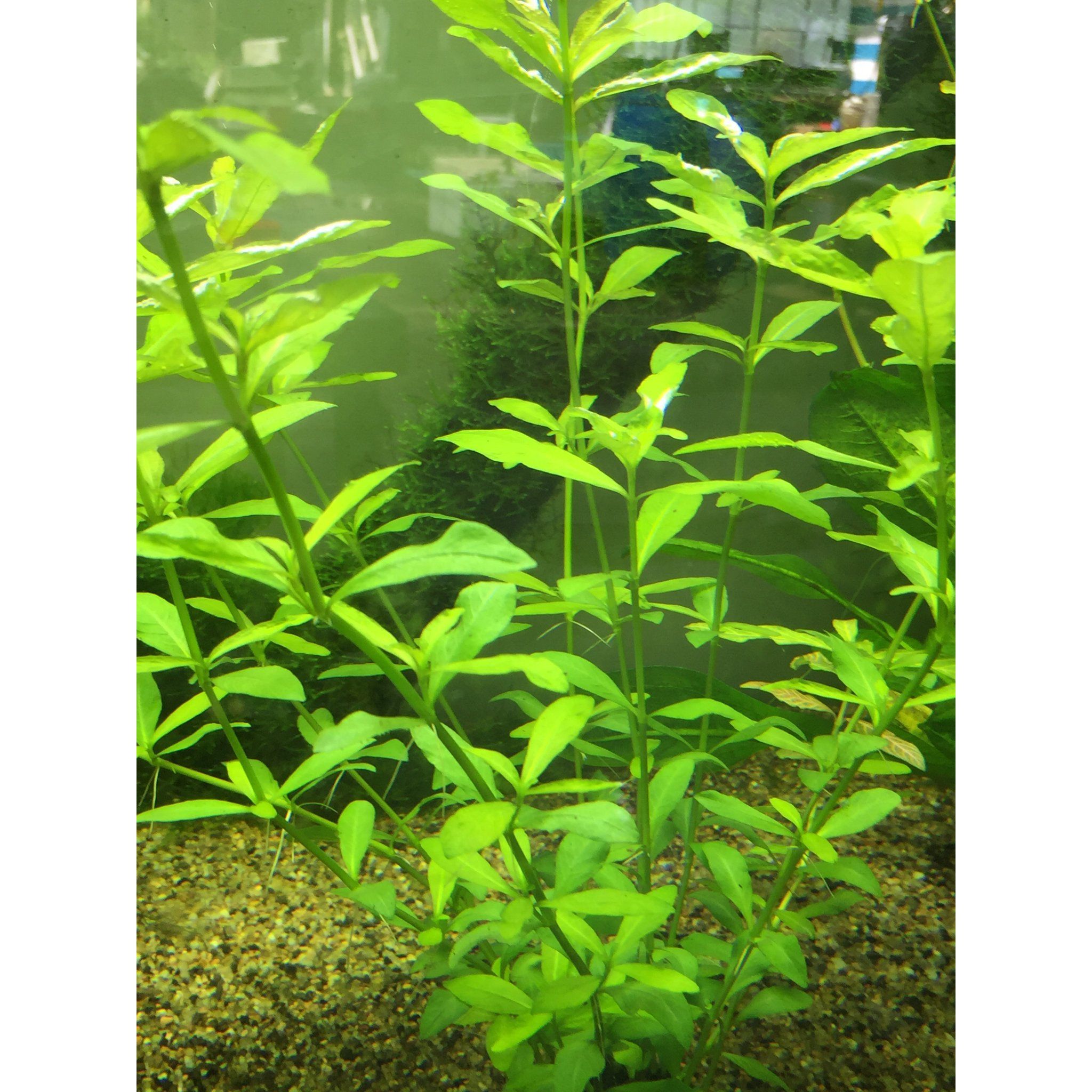 Hygrophila Polysperma