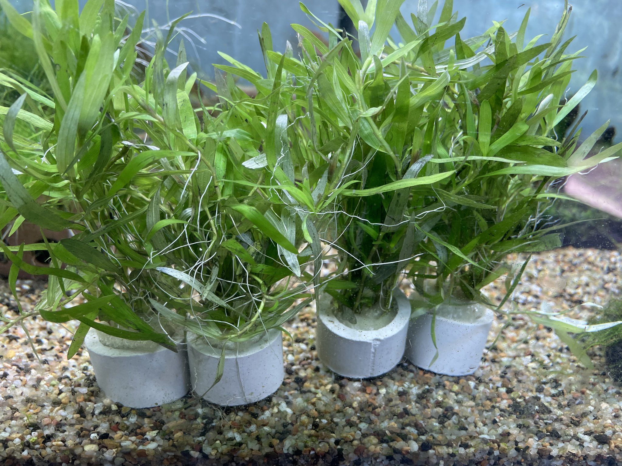 Heteranthera Zosterifolia