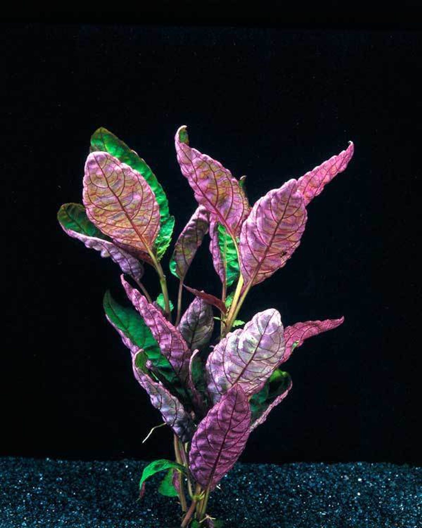 Hemigraphis Exotica