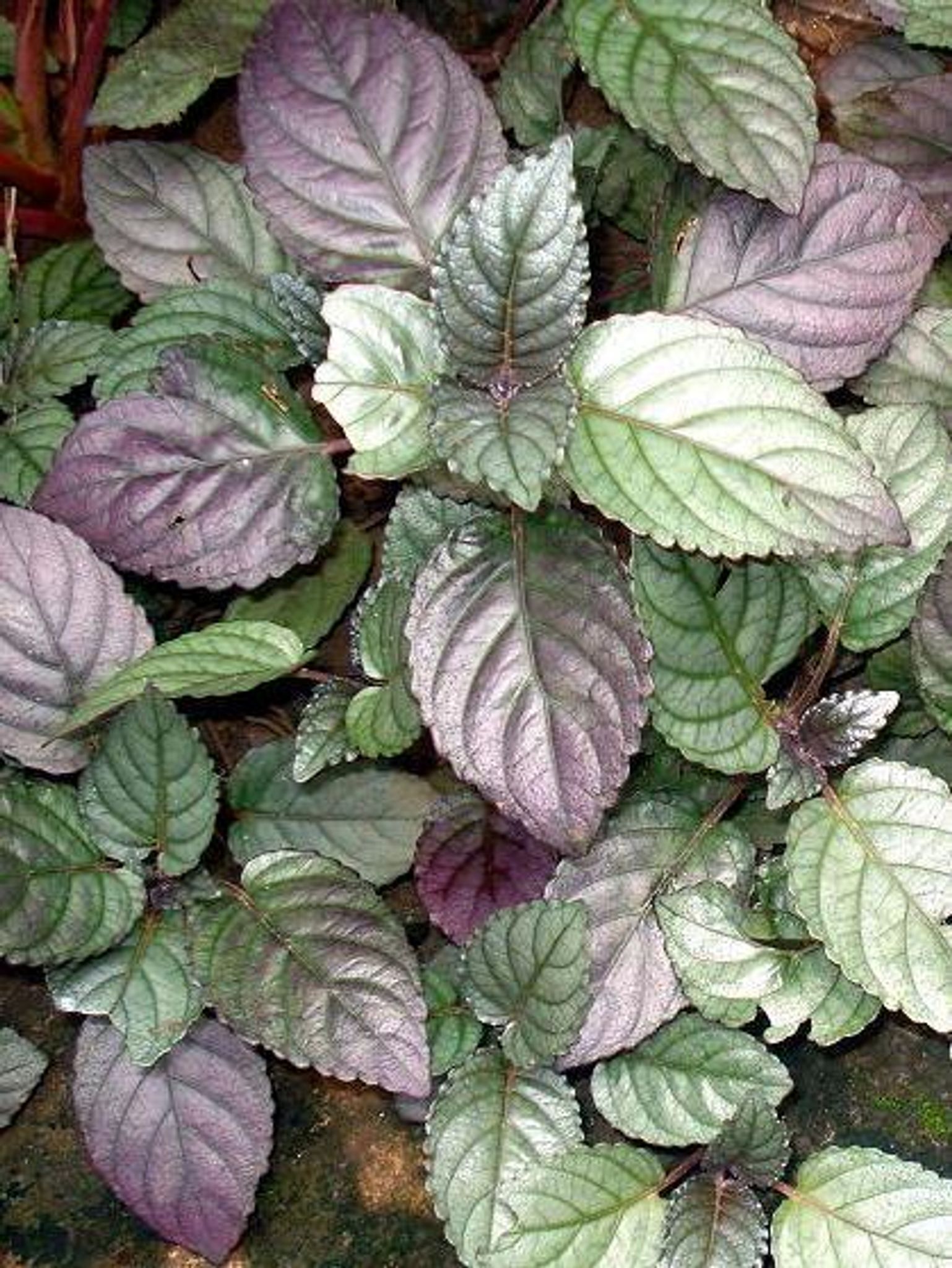 Hemigraphis Colorata