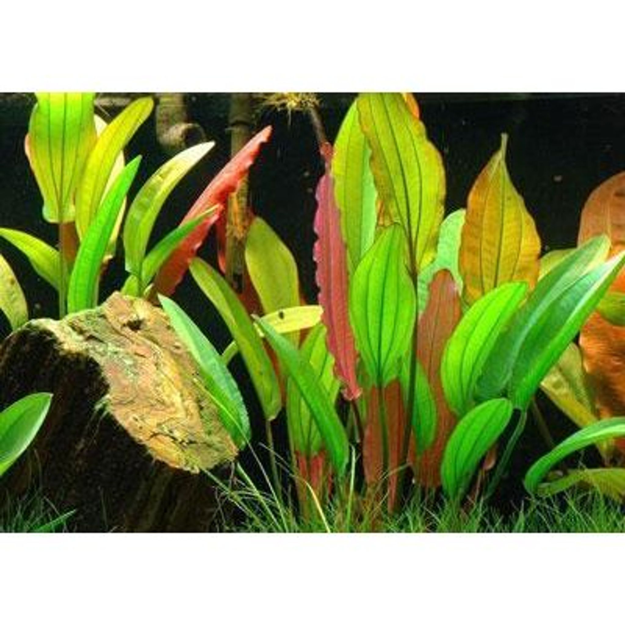 Echinodorus barthii